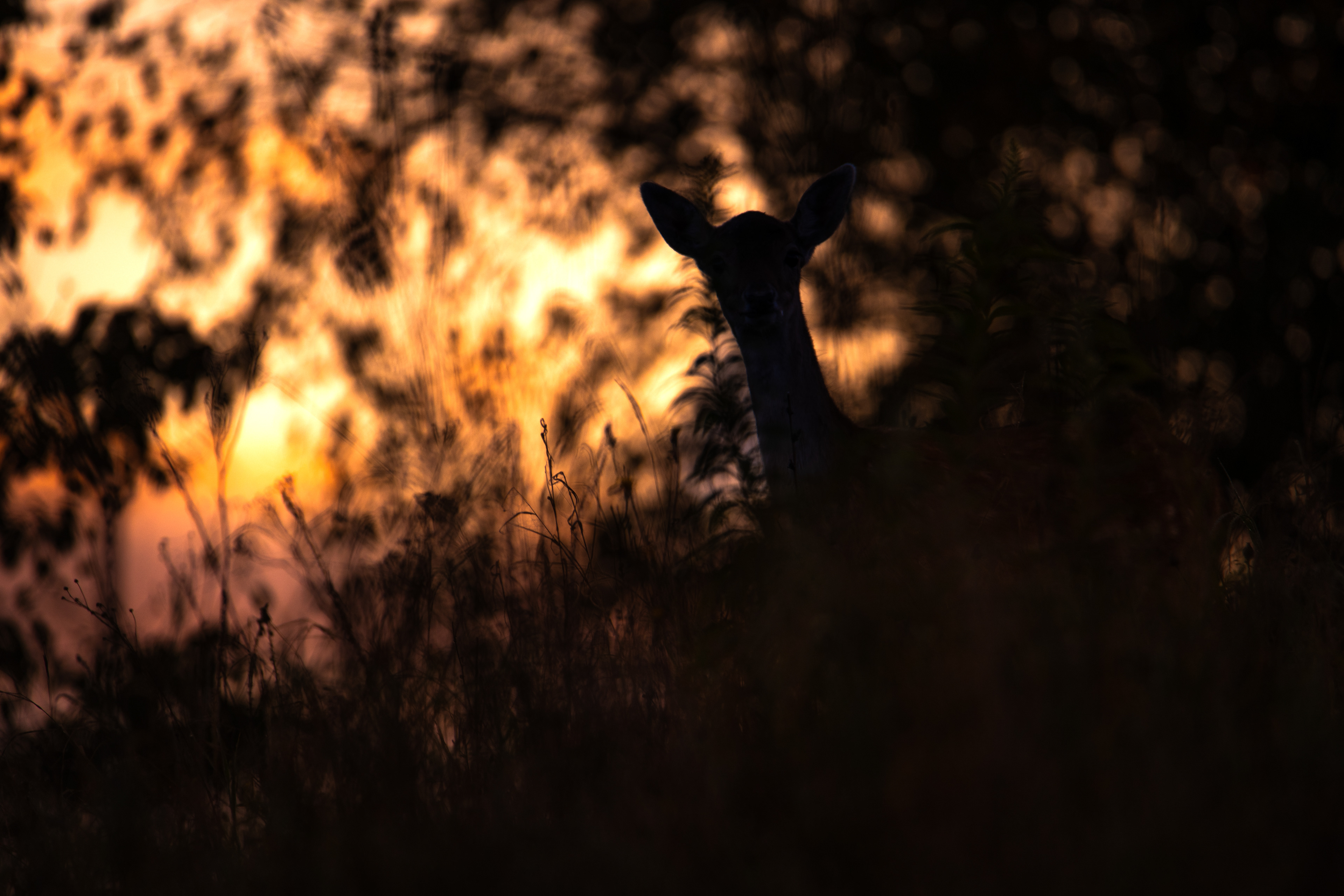 Daniel zwyczajny (Dama dama)