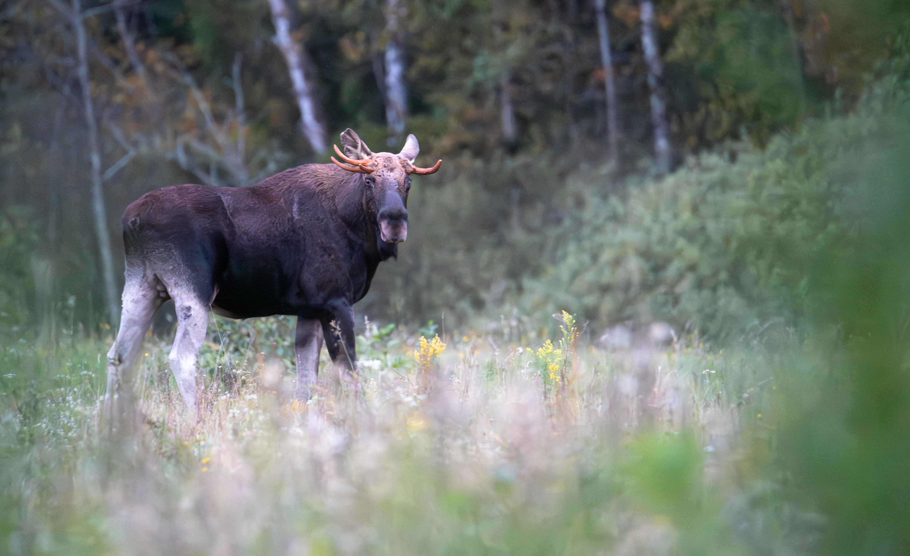 Łoś euroazjatycki (Alces alces)
