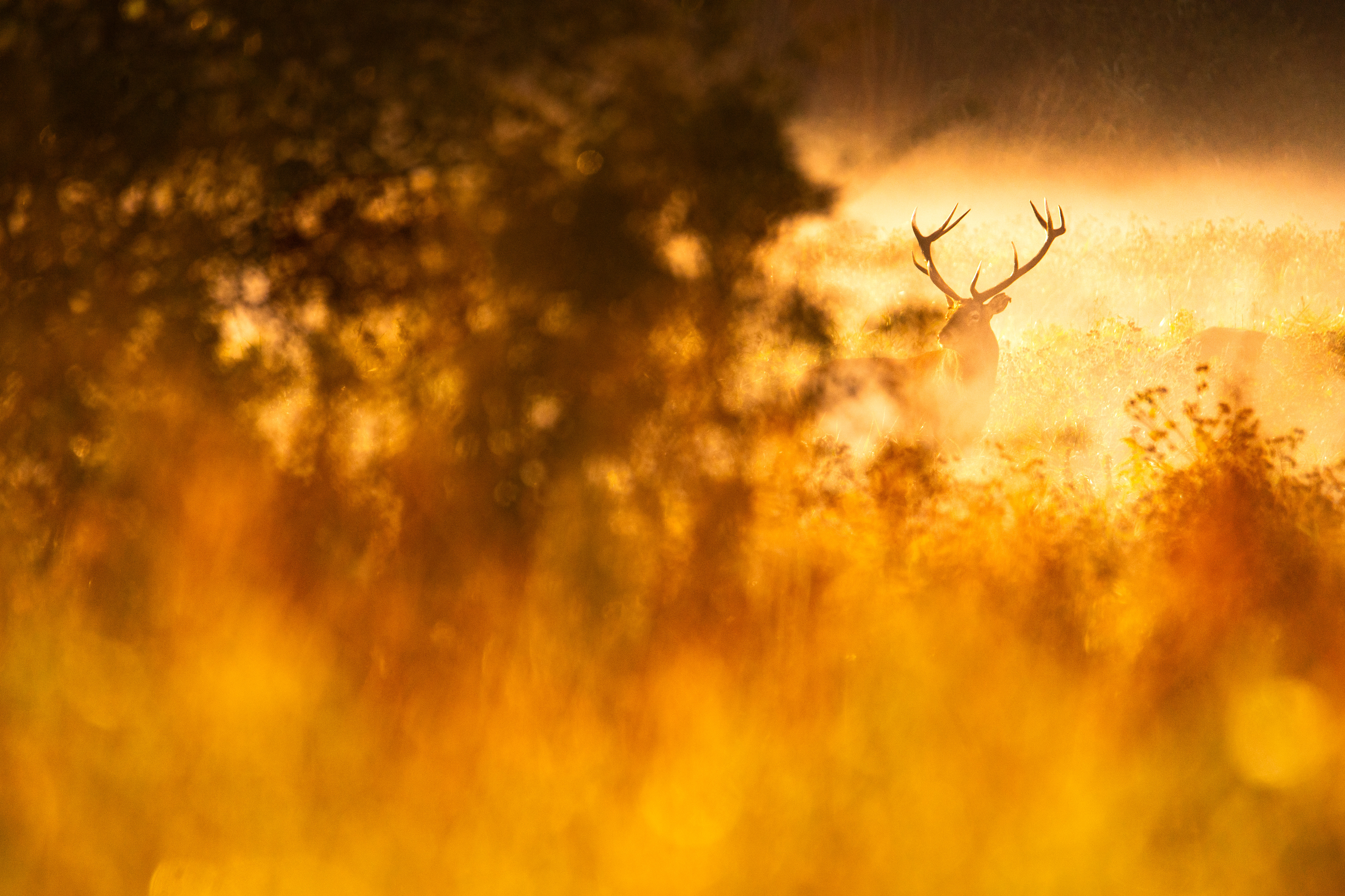 Jeleń szlachetny Cervus elaphus) 