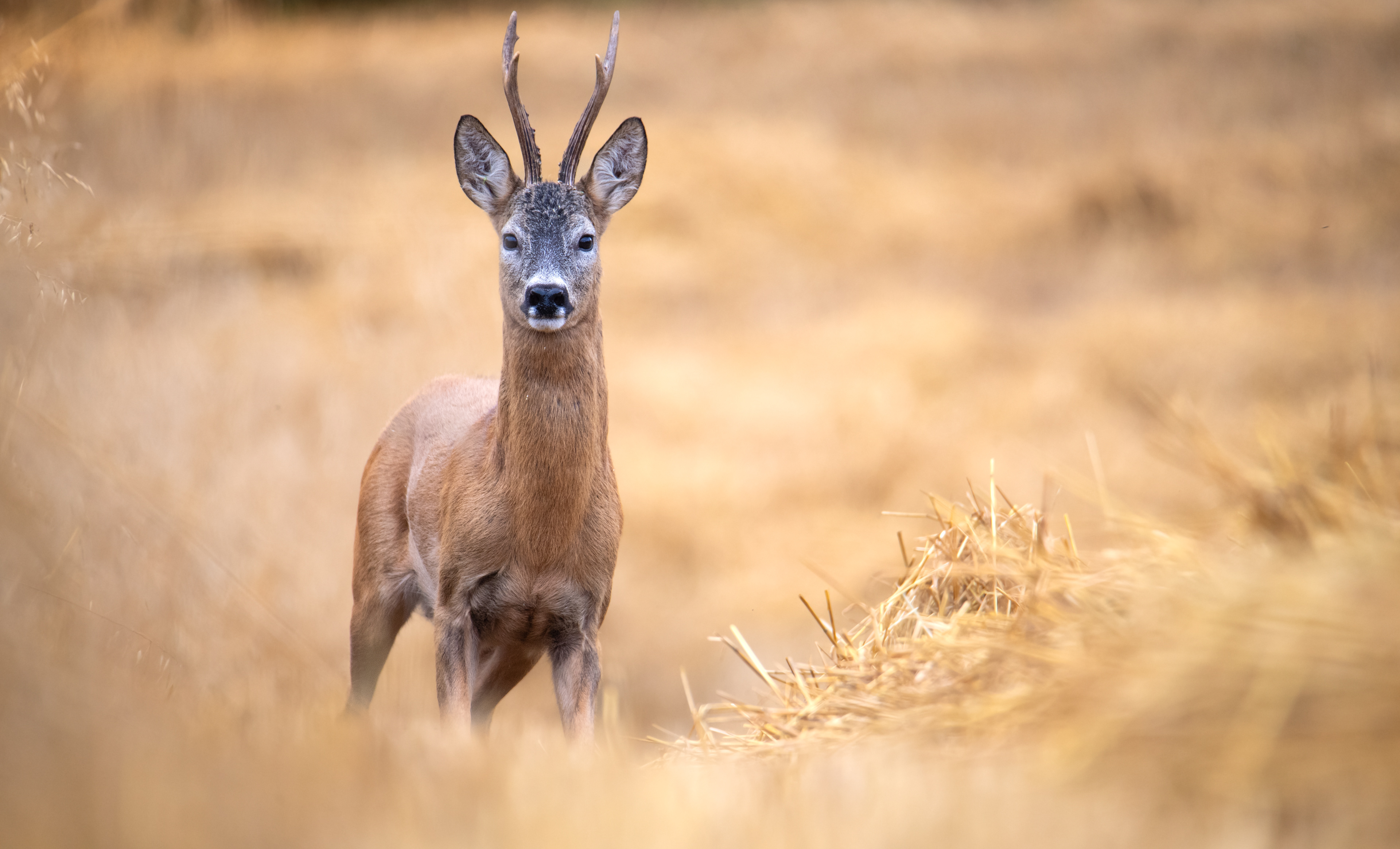 Sarna europejska (Capreolus capreolus)