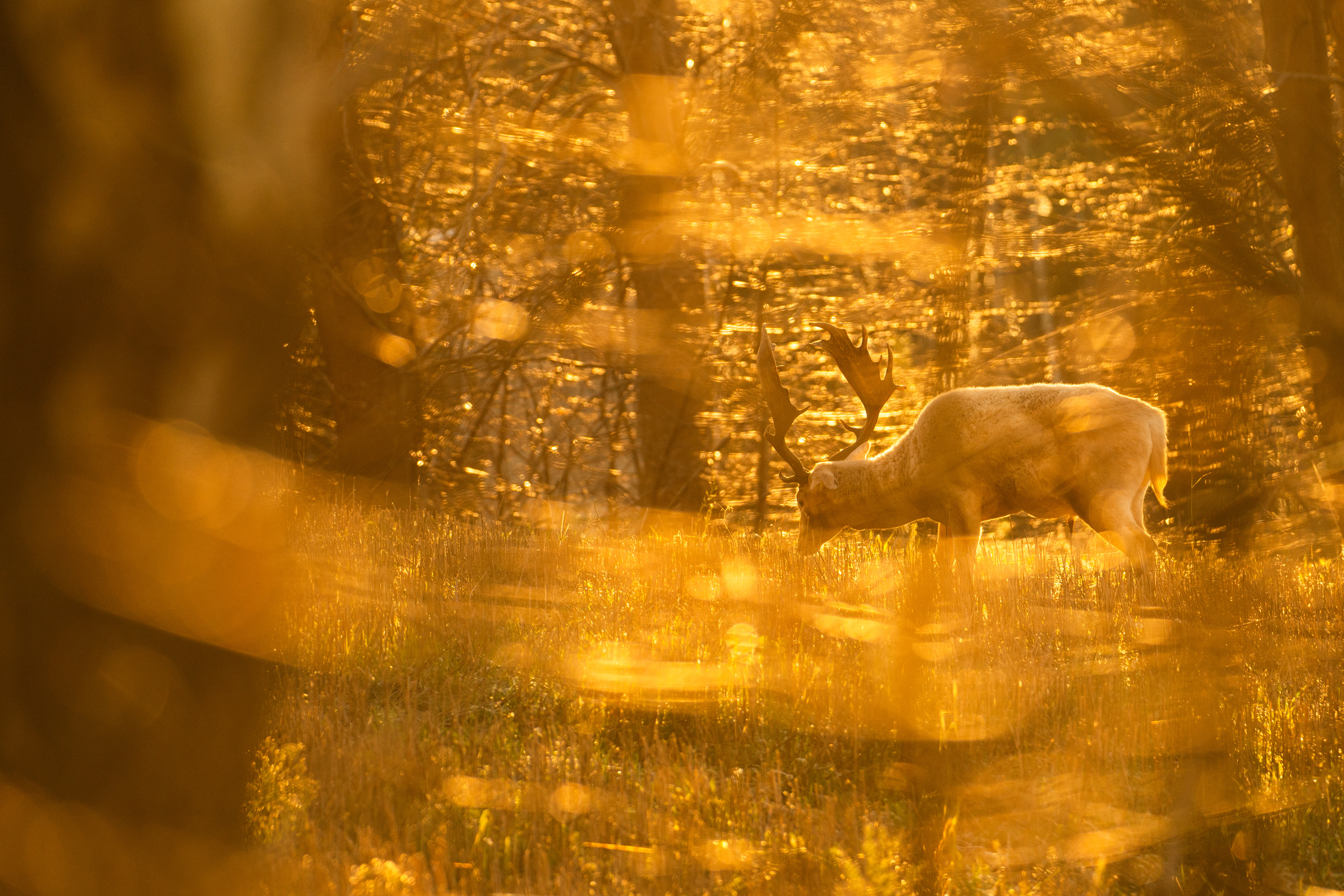 Daniel zwyczajny (Dama dama)