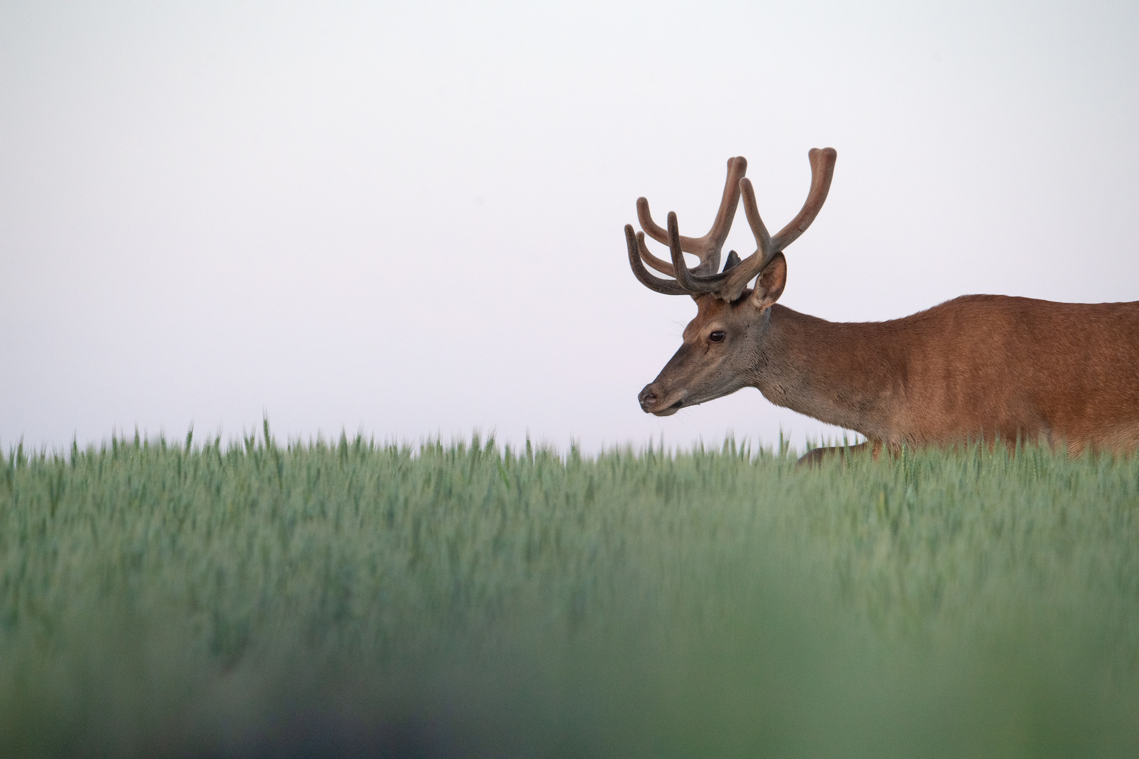 Jeleń szlachetny Cervus elaphus) 