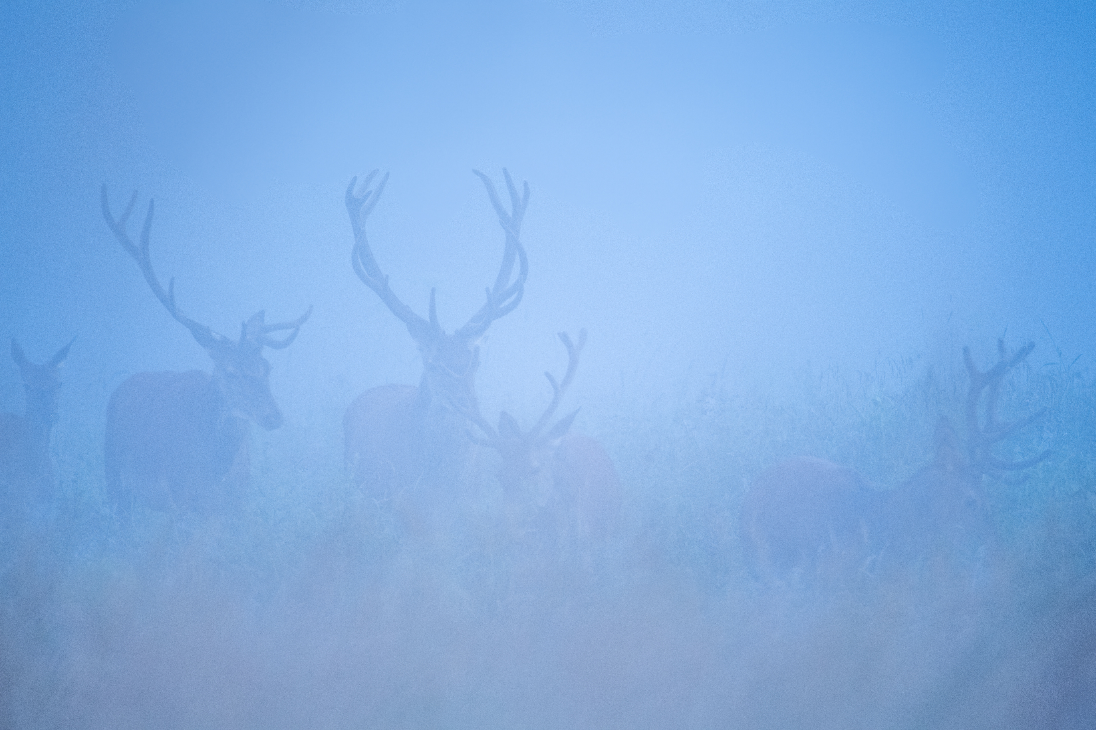 Jeleń szlachetny Cervus elaphus) 