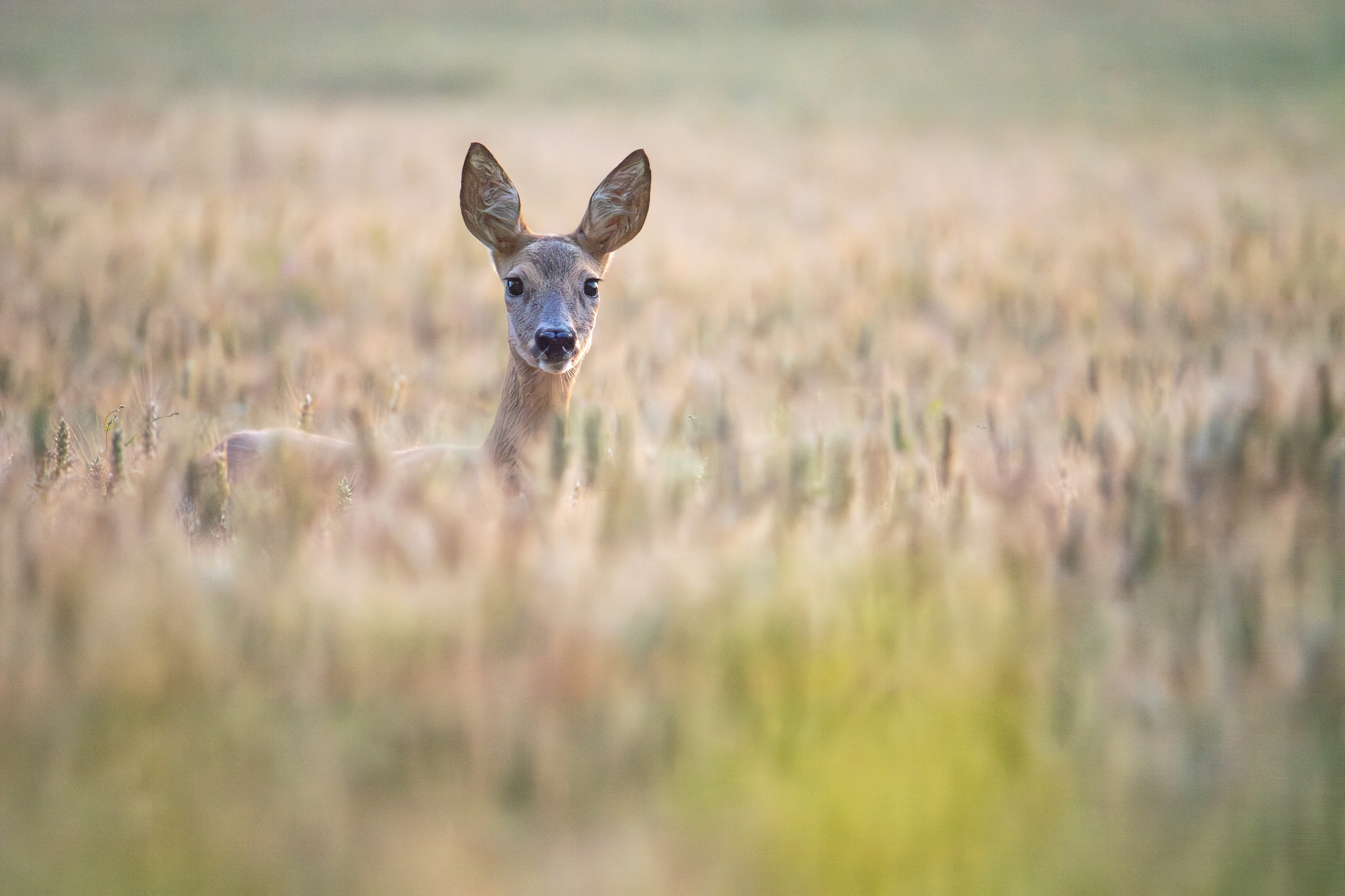 Sarna europejska (Capreolus capreolus)