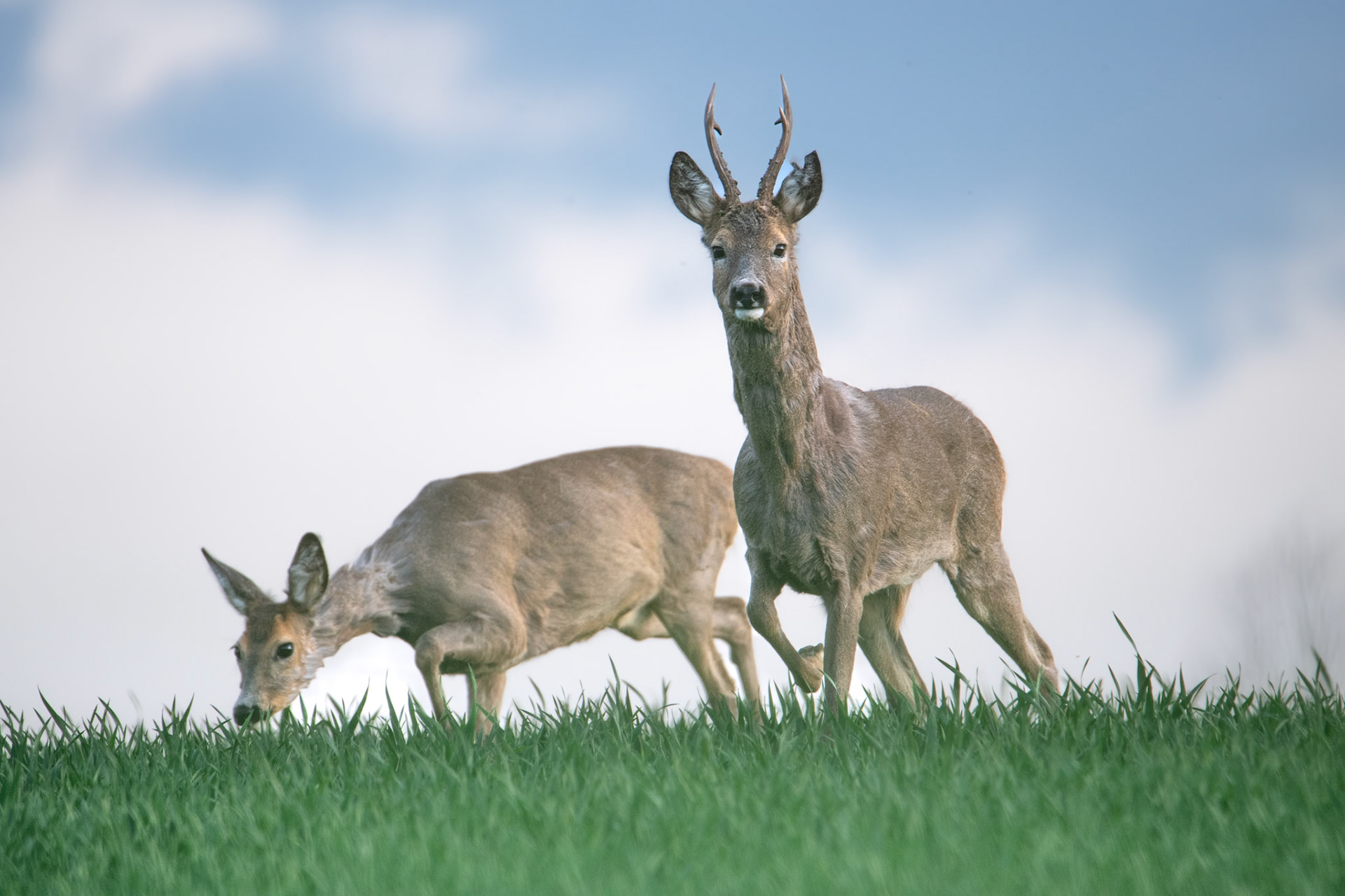 Sarna europejska (Capreolus capreolus)