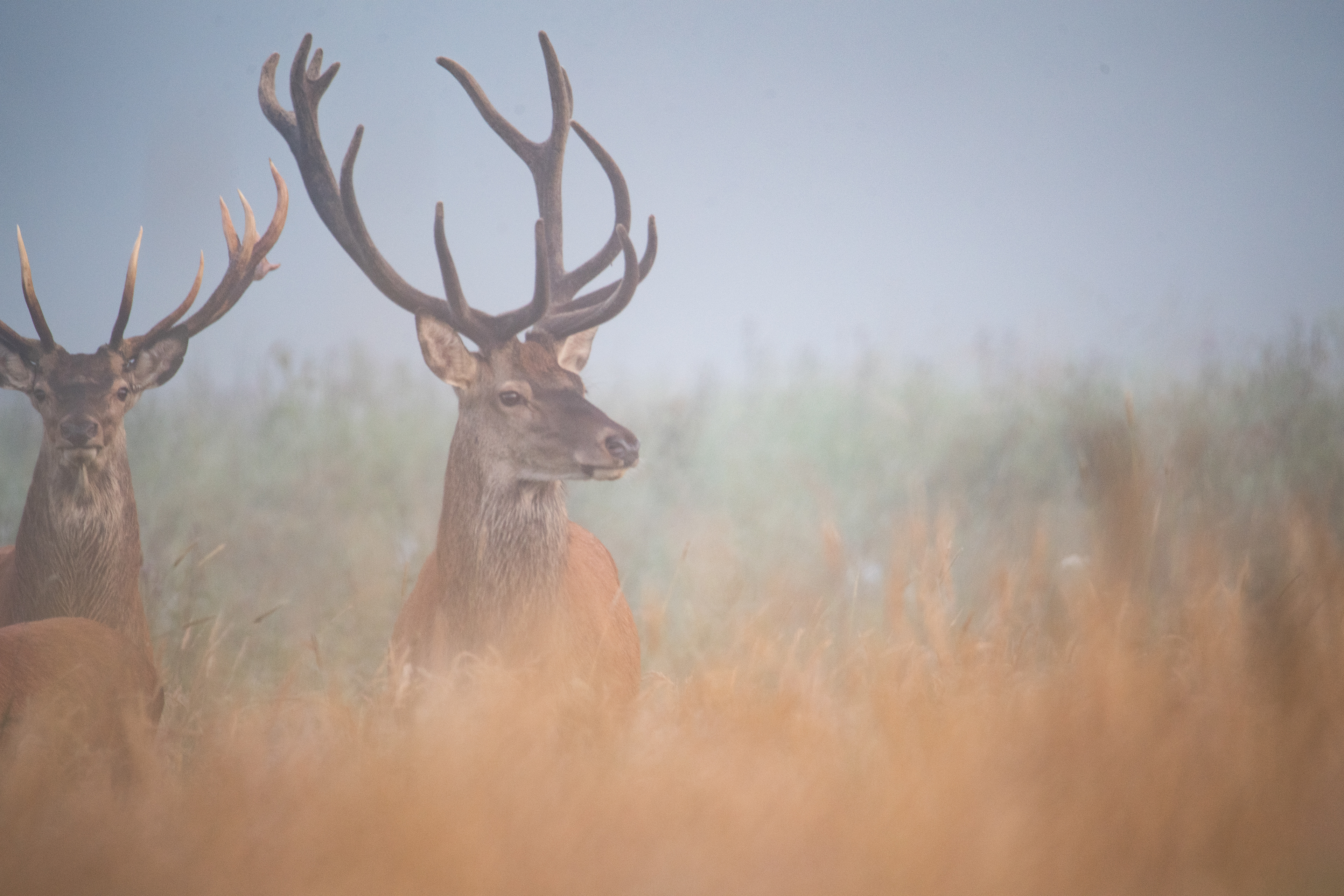 Jeleń szlachetny Cervus elaphus) 