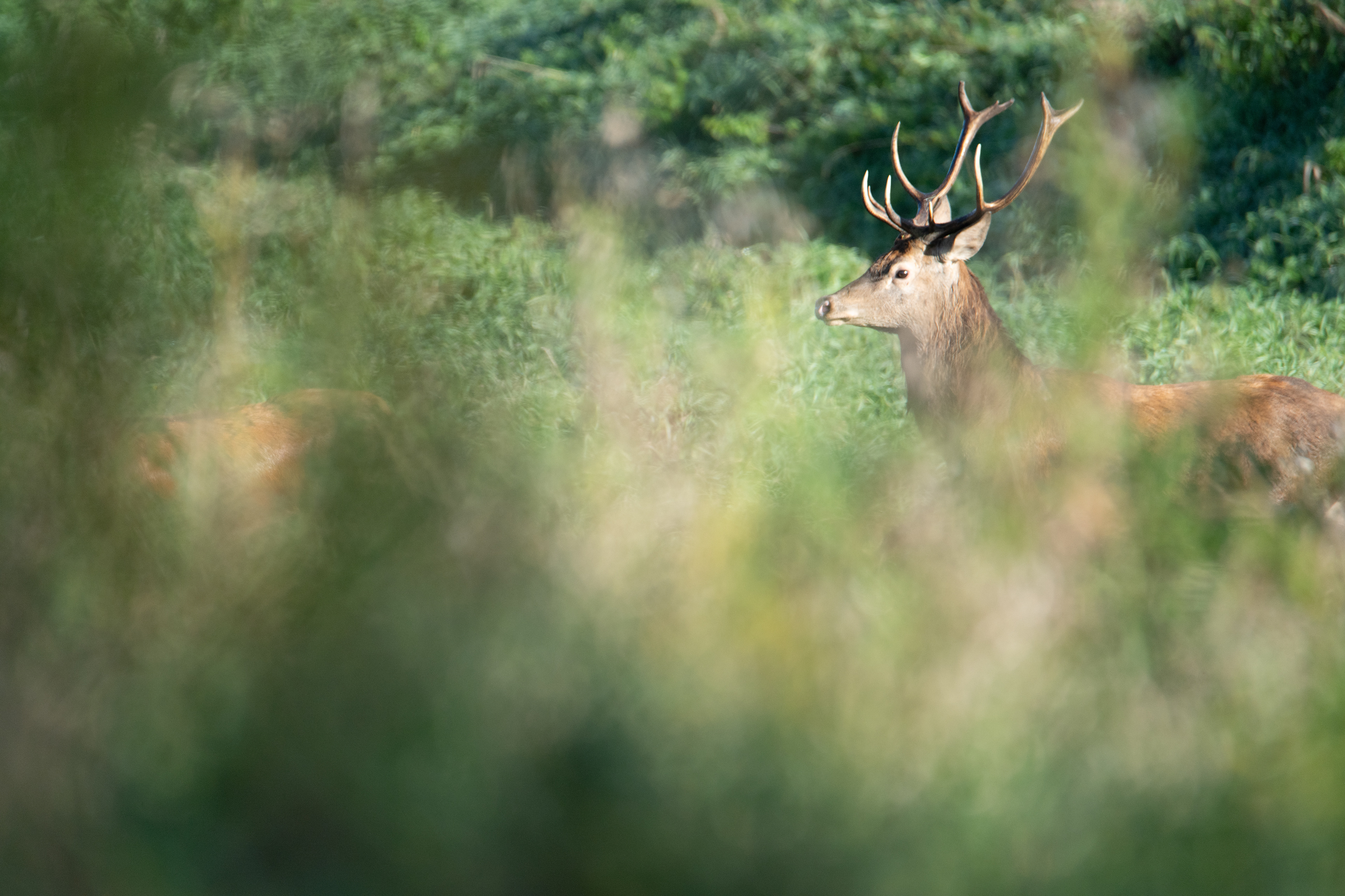 Jeleń szlachetny Cervus elaphus) 