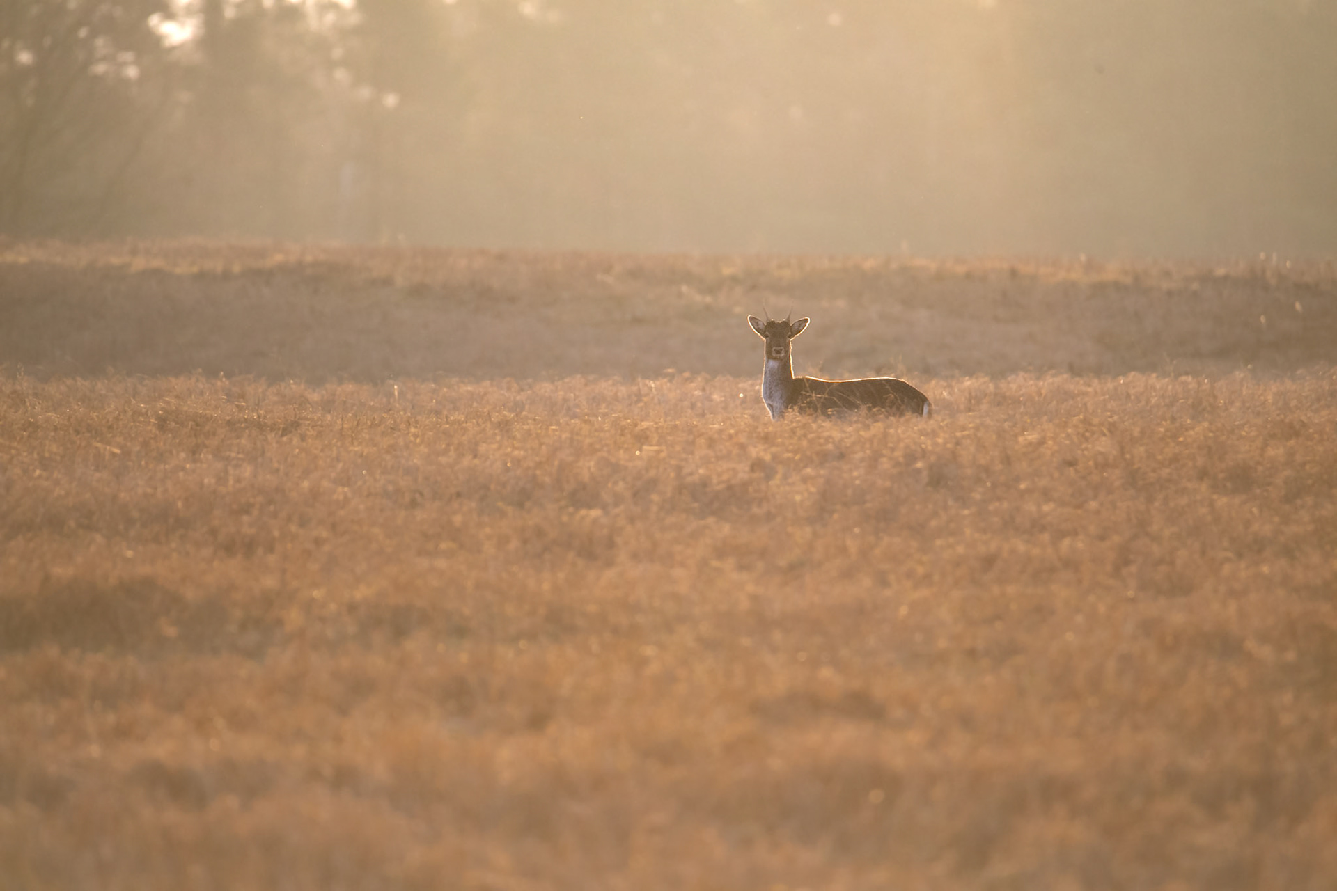 Daniel zwyczajny (Dama dama)