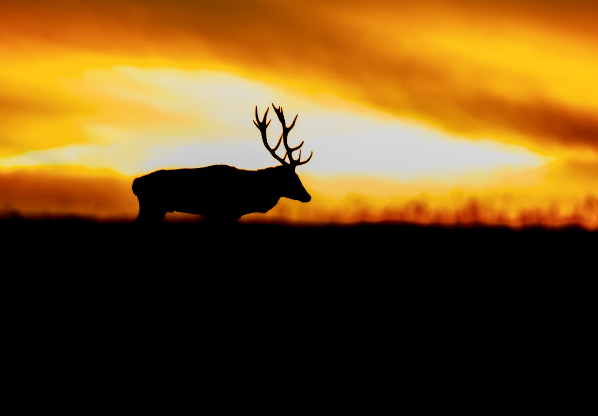 Jeleń szlachetny Cervus elaphus) 