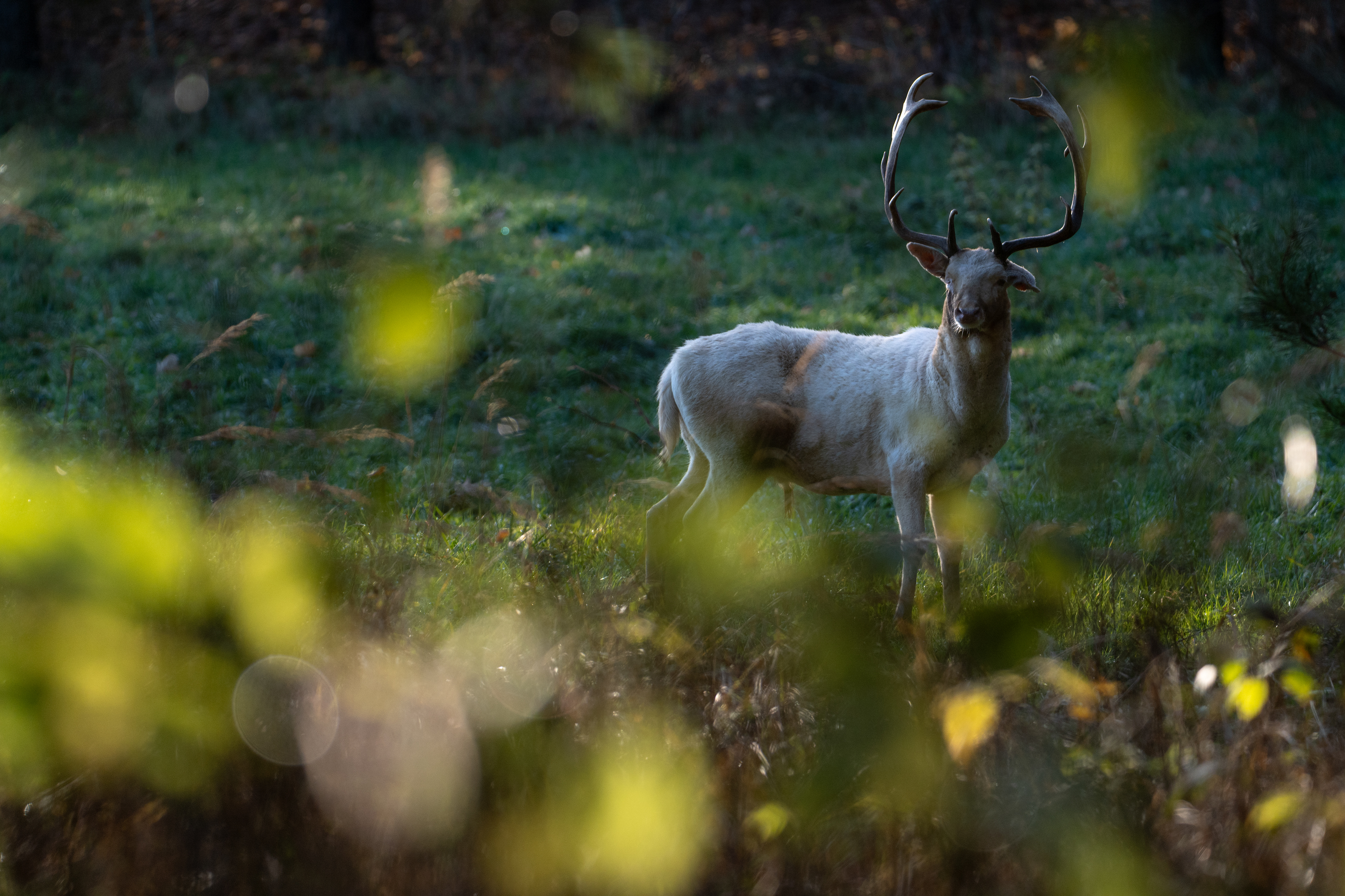 Daniel zwyczajny (Dama dama)