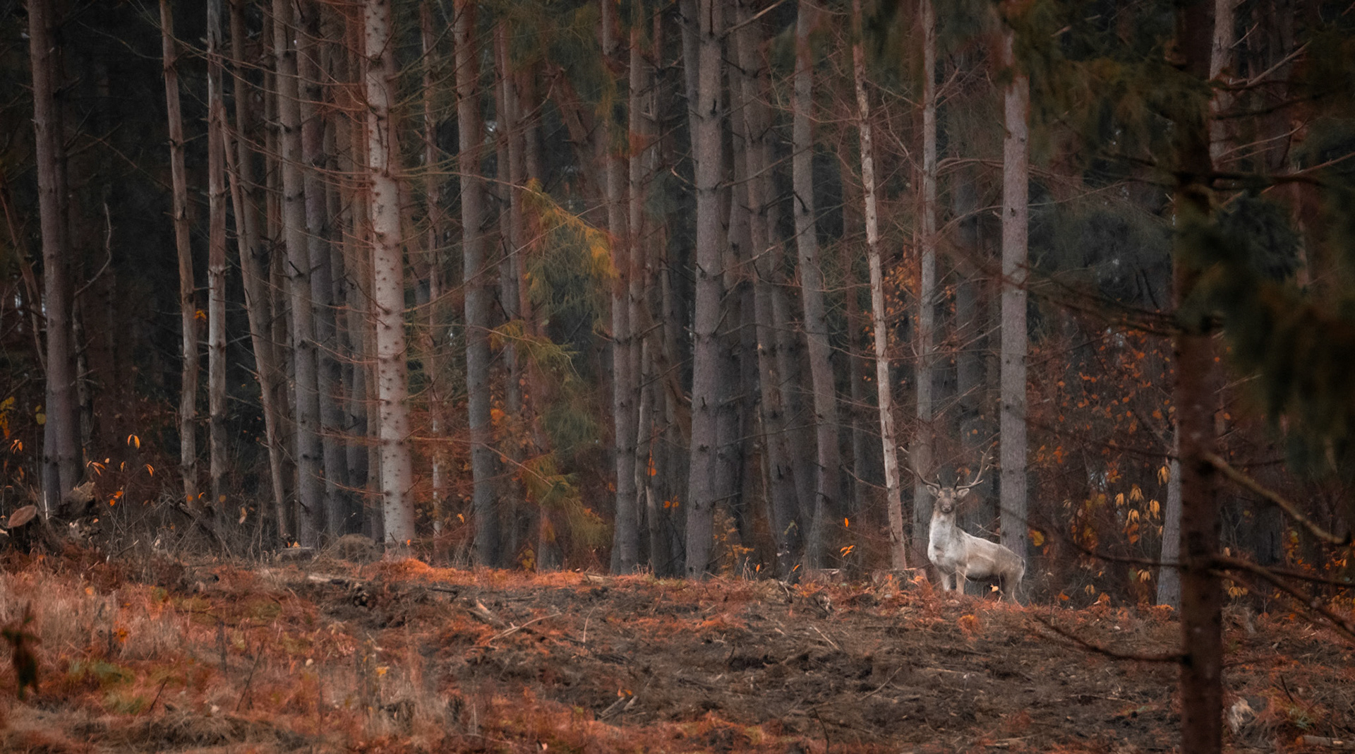 Daniel zwyczajny (Dama dama)