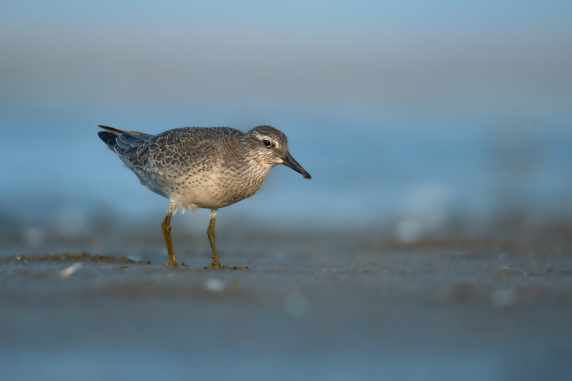 Biegus rdzawy (Calidris canutus)