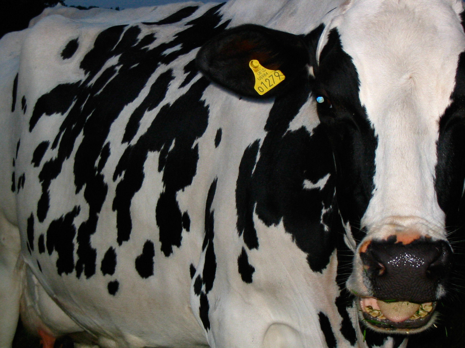 Blencowe Holstien