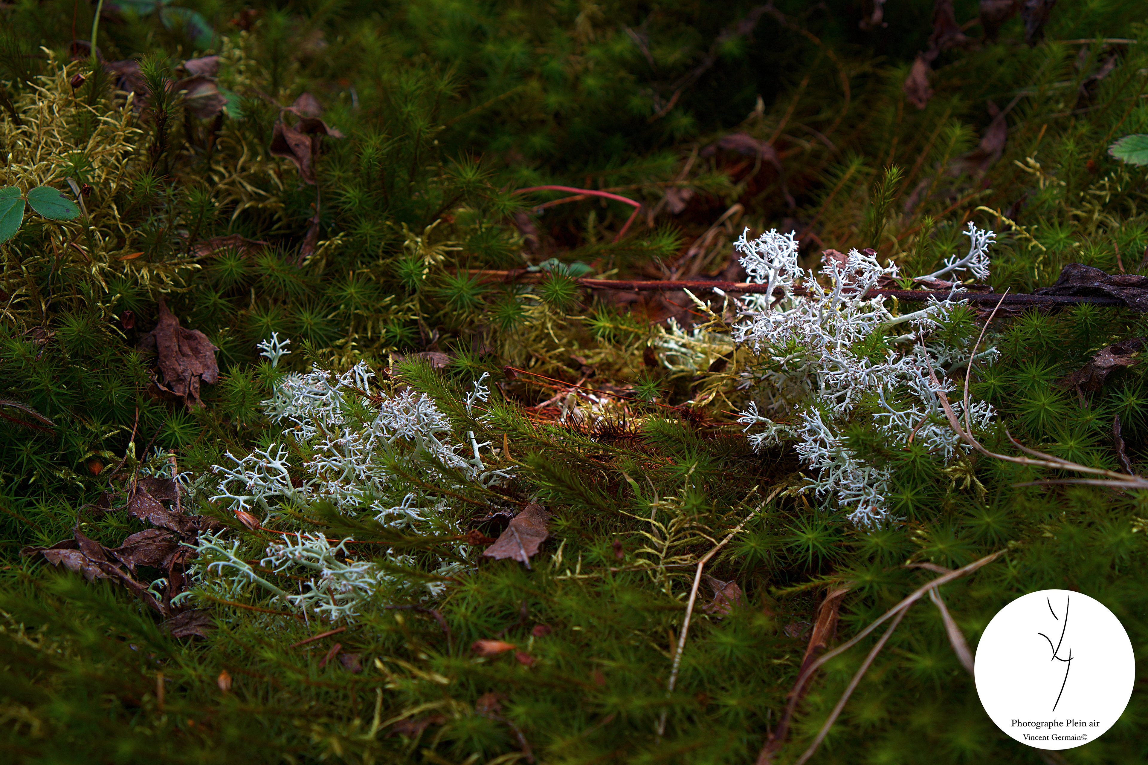 Végétation rampante - Lac-Aux-Sables, Qc