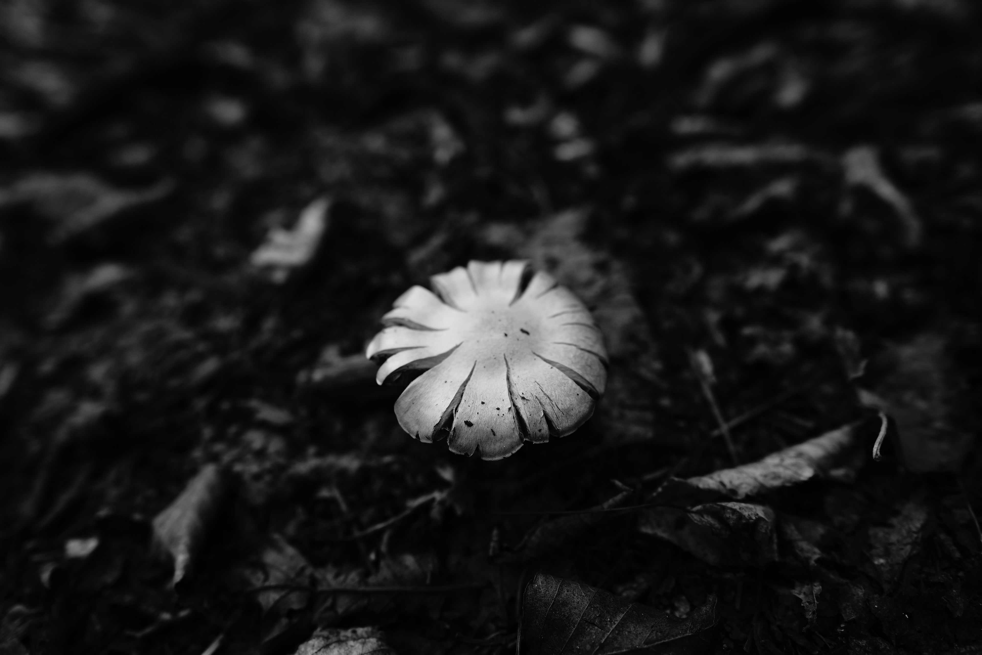 Coup de coeur - Noir et Blanc 2022