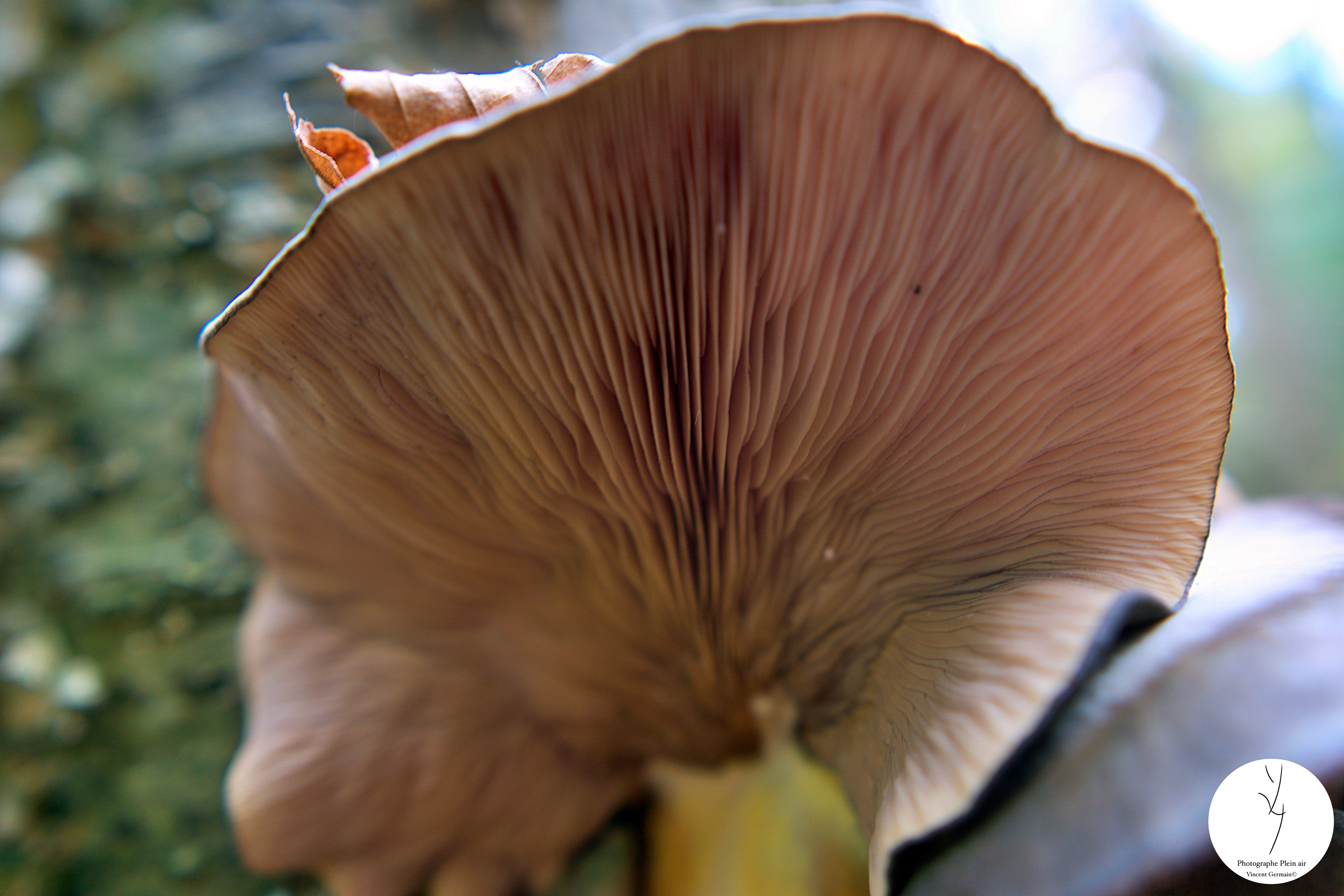 Pleurotes - Étang Burbank Octobre 2023