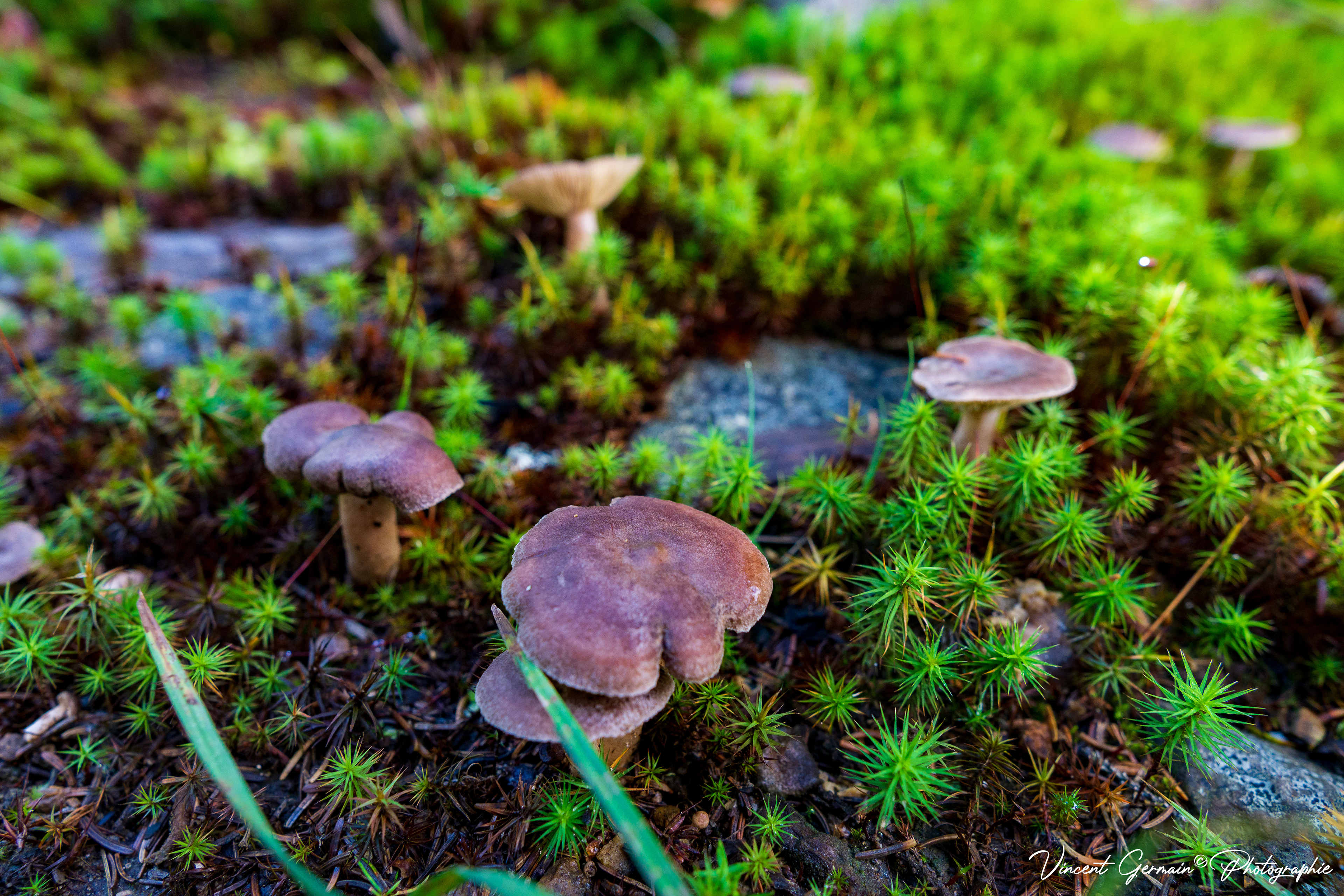 Village des Schtroumpfs!