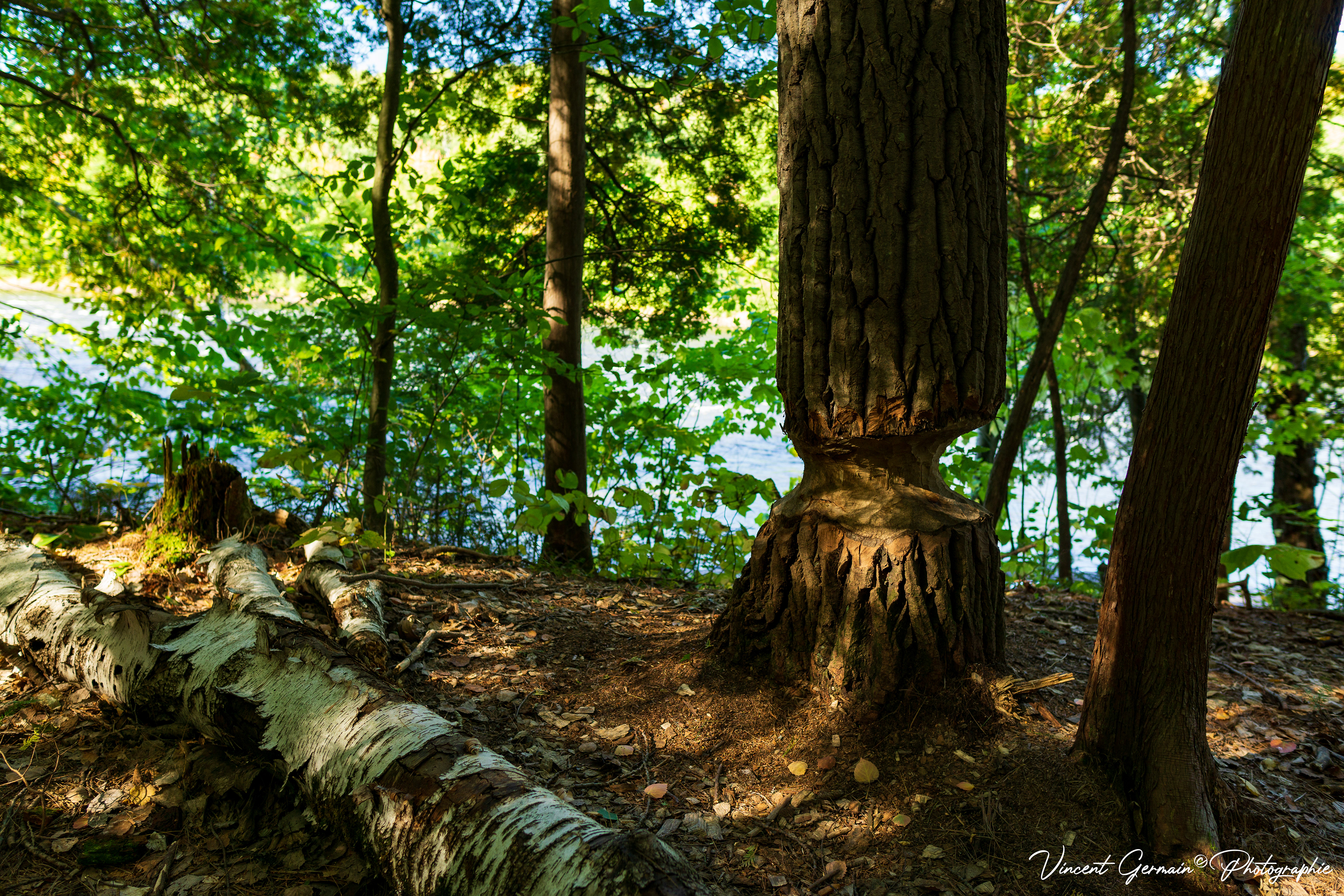 Sentier - Le Buis