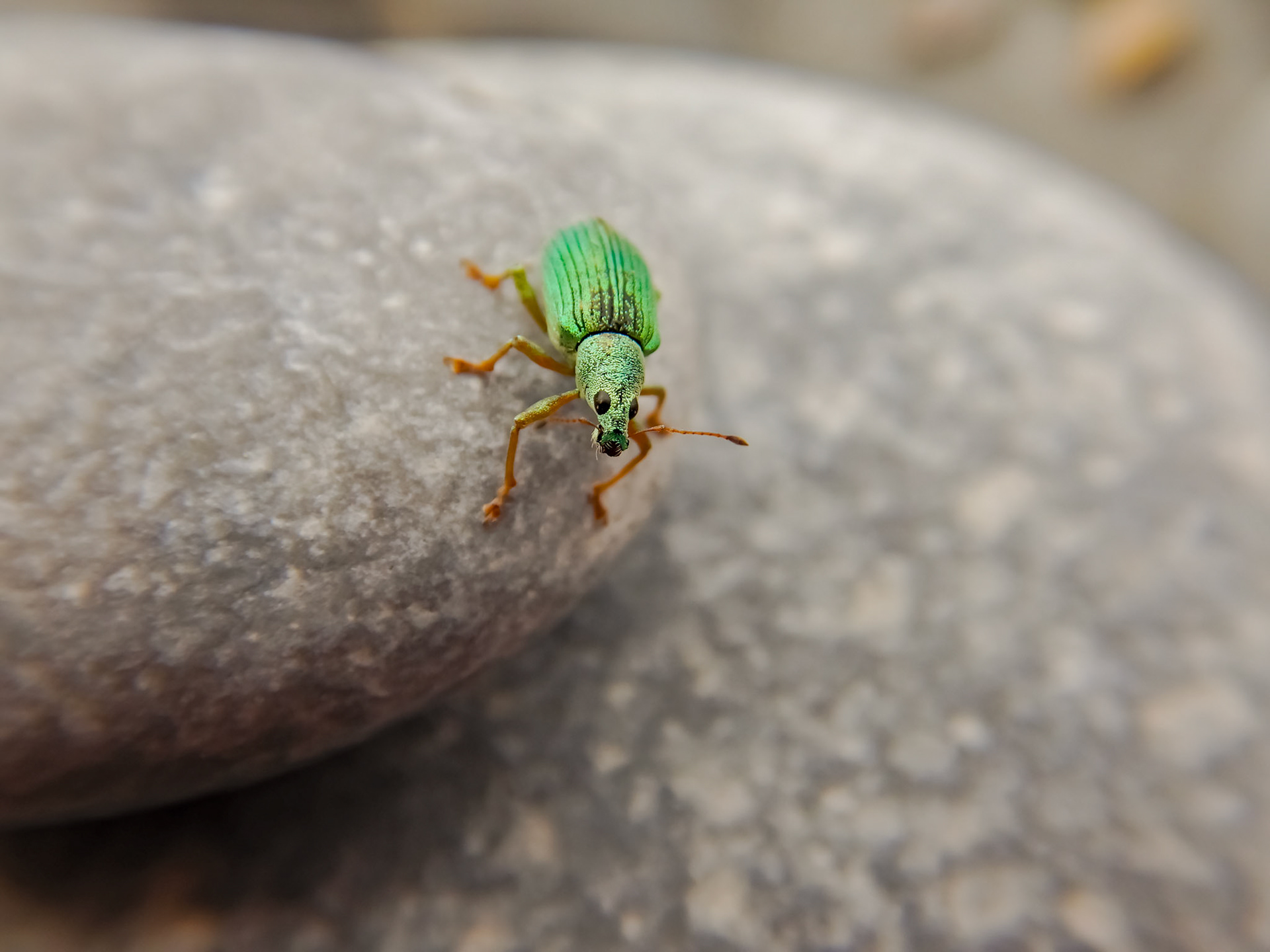 Charançon vert soyeux (Polydrusus formosus)- Pointe de la Gaspésie, GASPÉSIE, Qc 