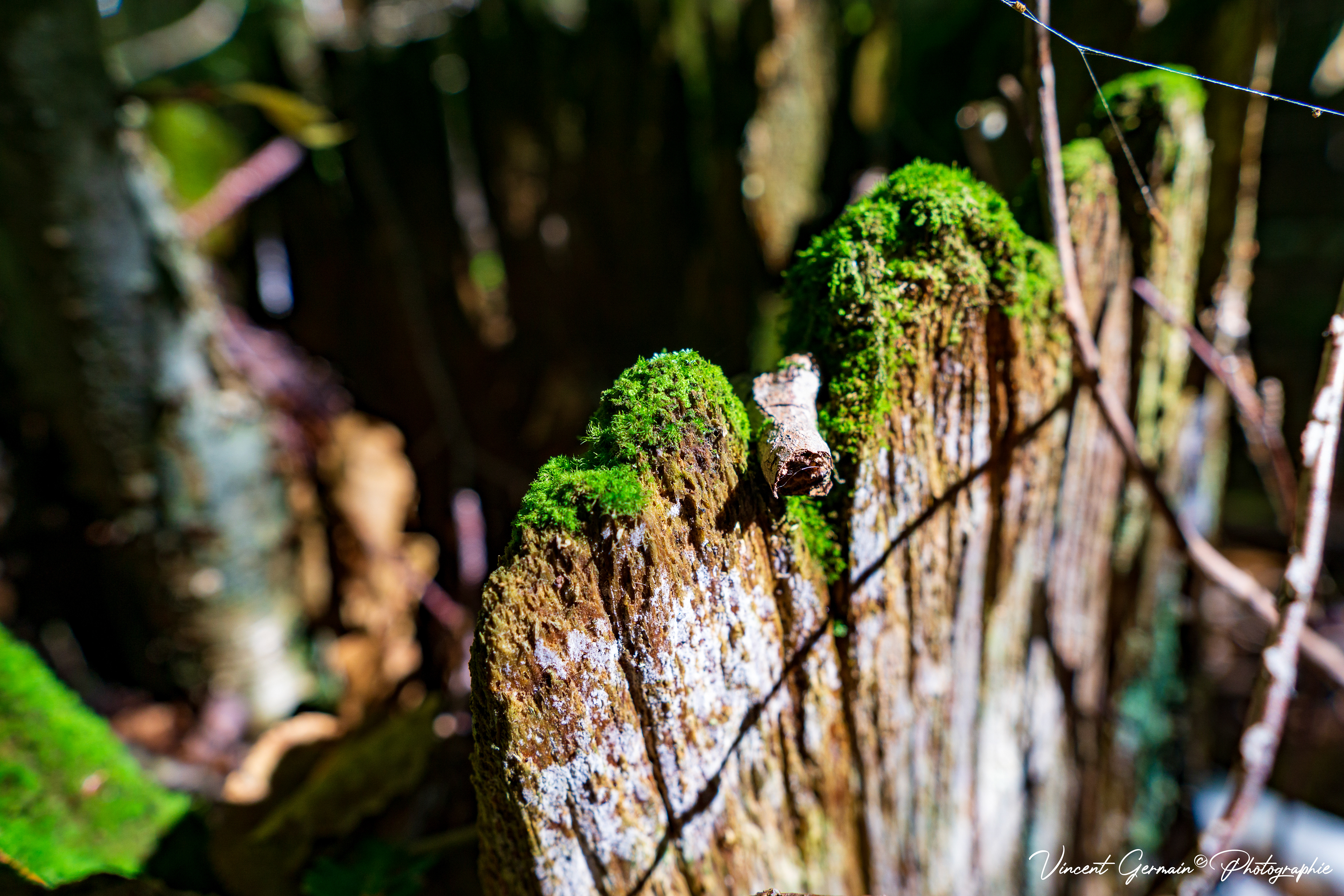La Renaissance d'un arbre 2