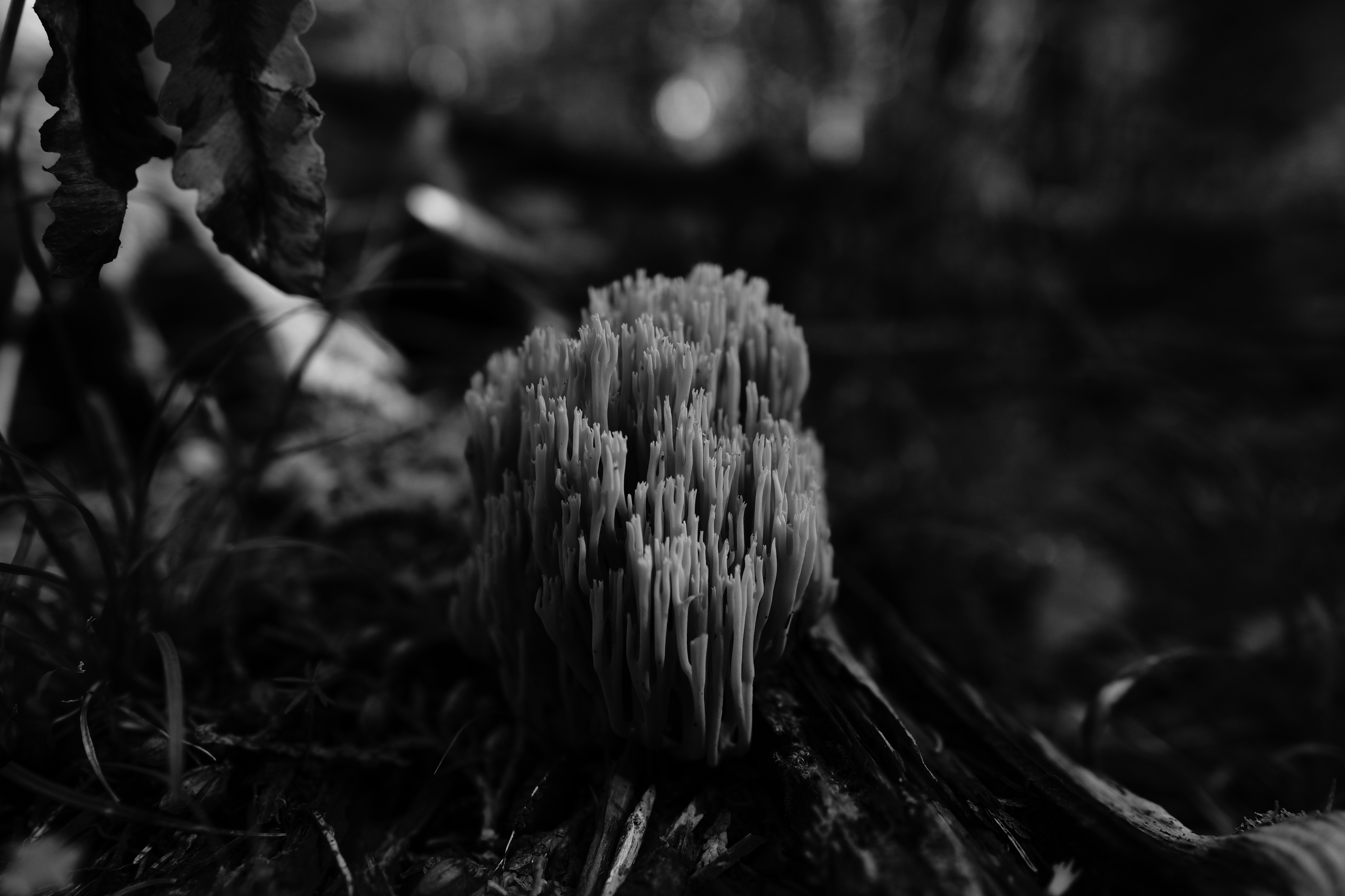 Coup de coeur - Noir et Blanc 2022