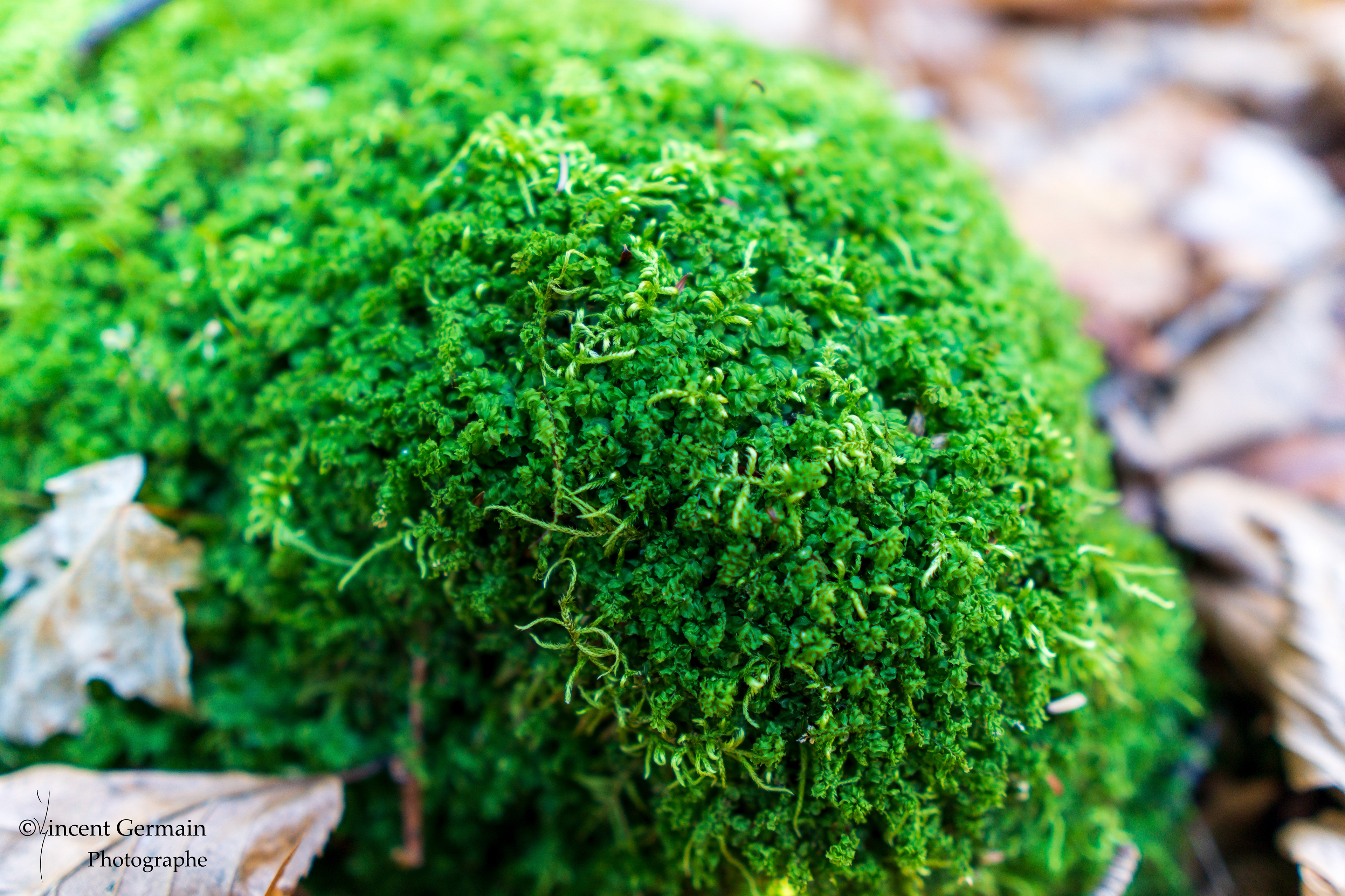 Sentier National Père Jacques Buteux