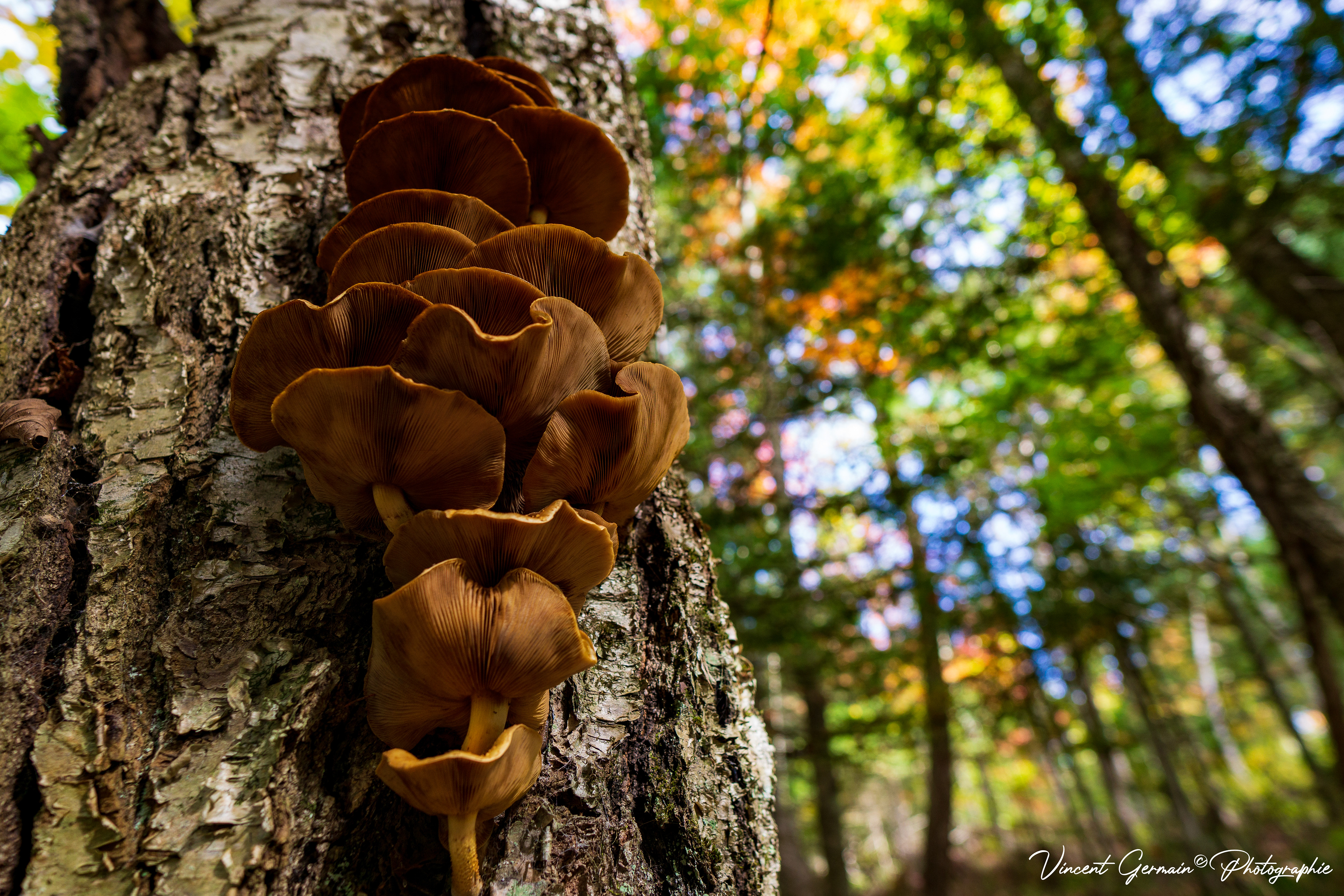 Sentier - Montagne de la Tour (Champignons Pleurotes)