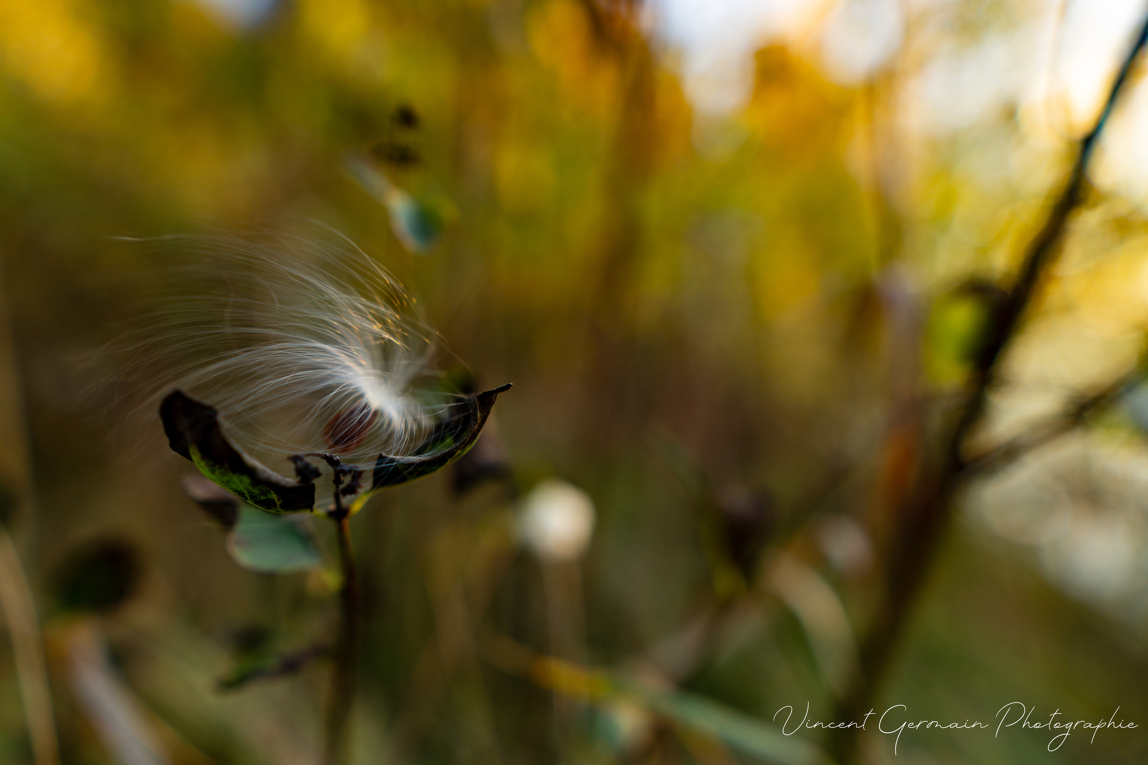 Asclépiade - Semence