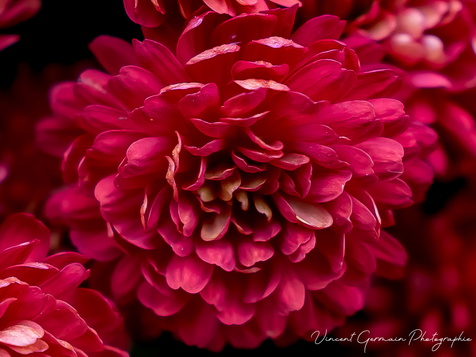 Chrysanthème