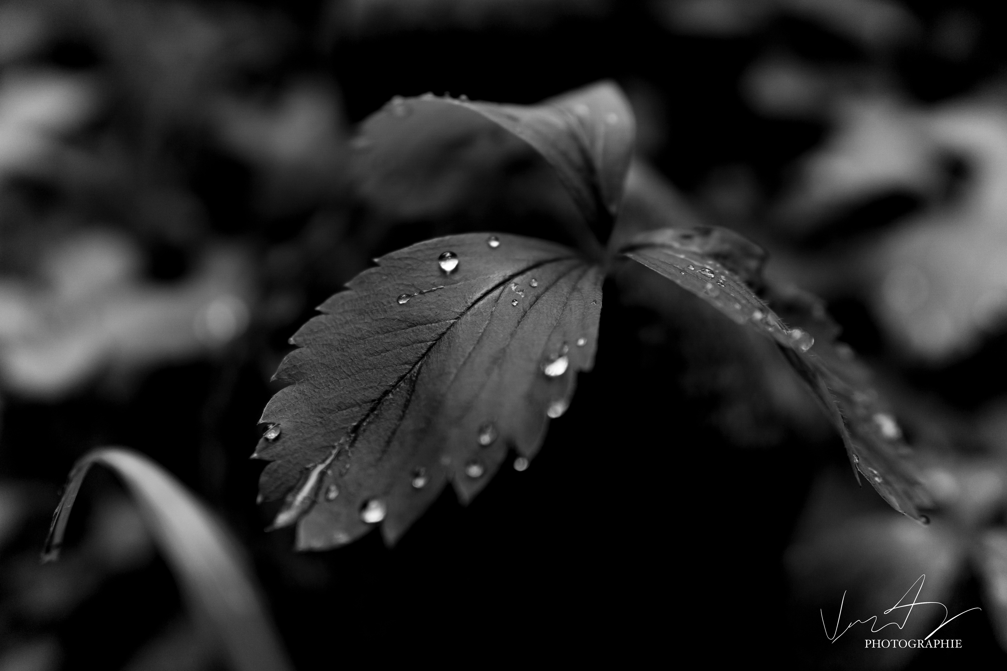 Gouttes d'eau sur les feuilles