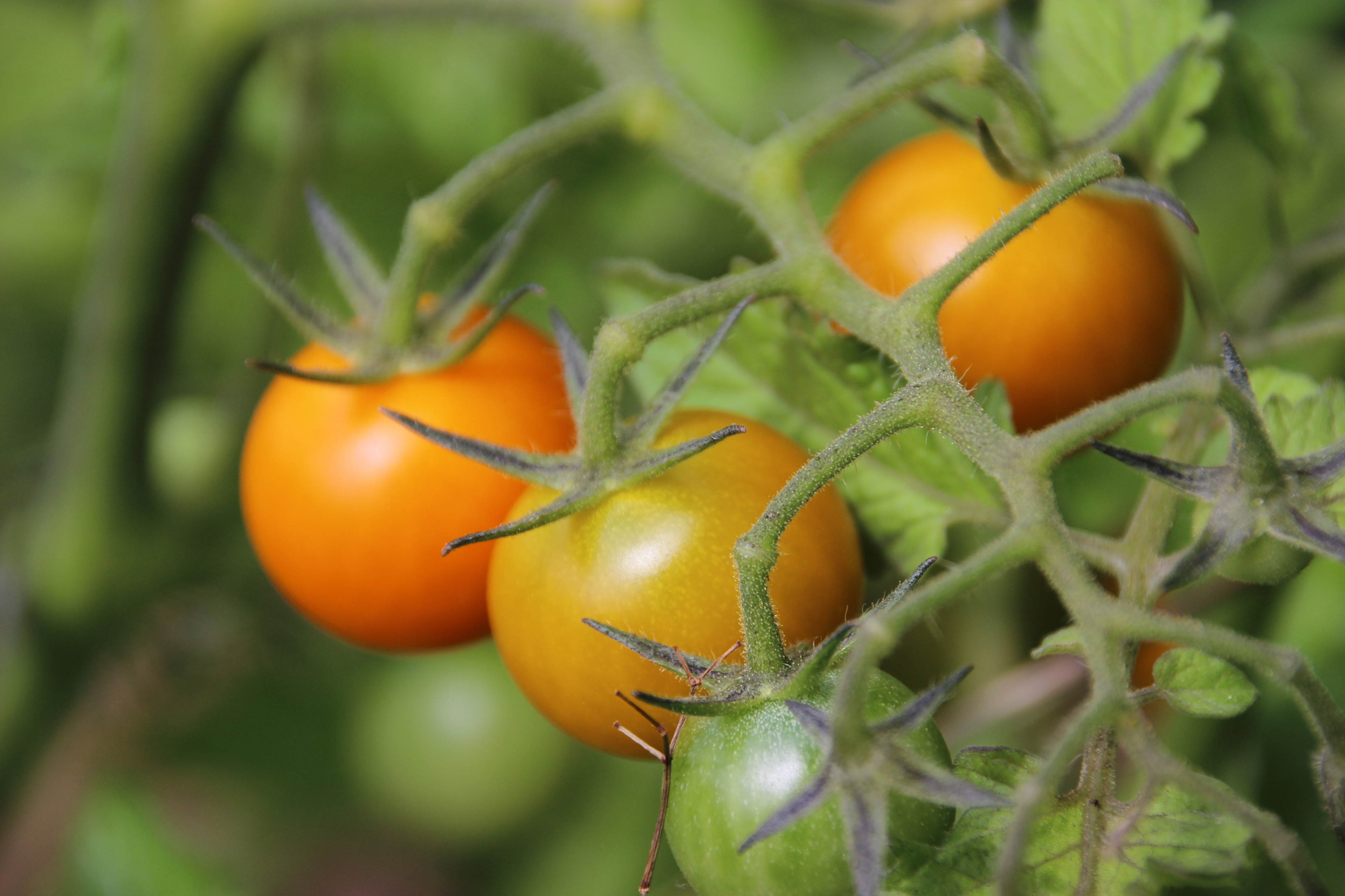 Tomates cerises