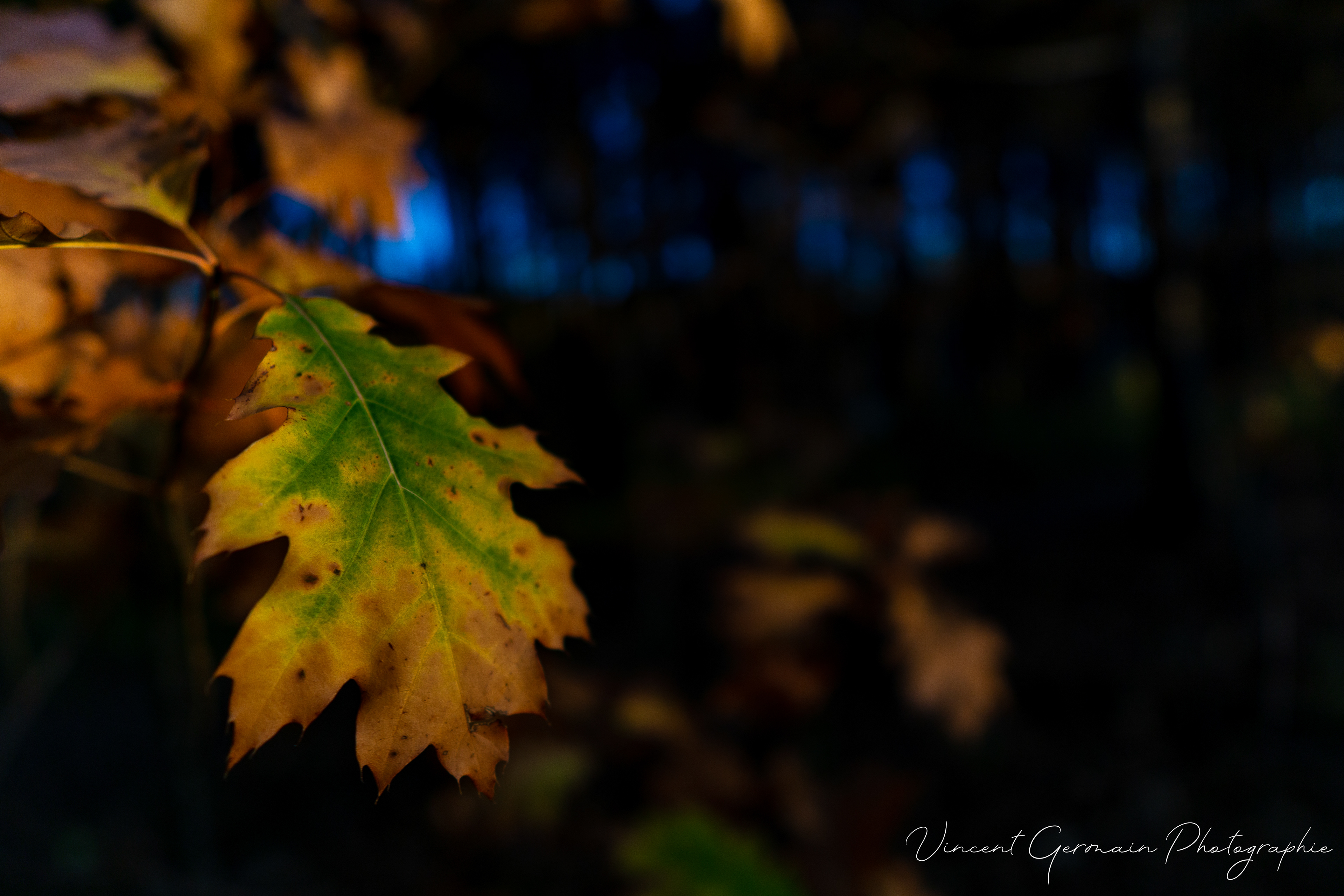 Feuille de Chêne - Victoriaville