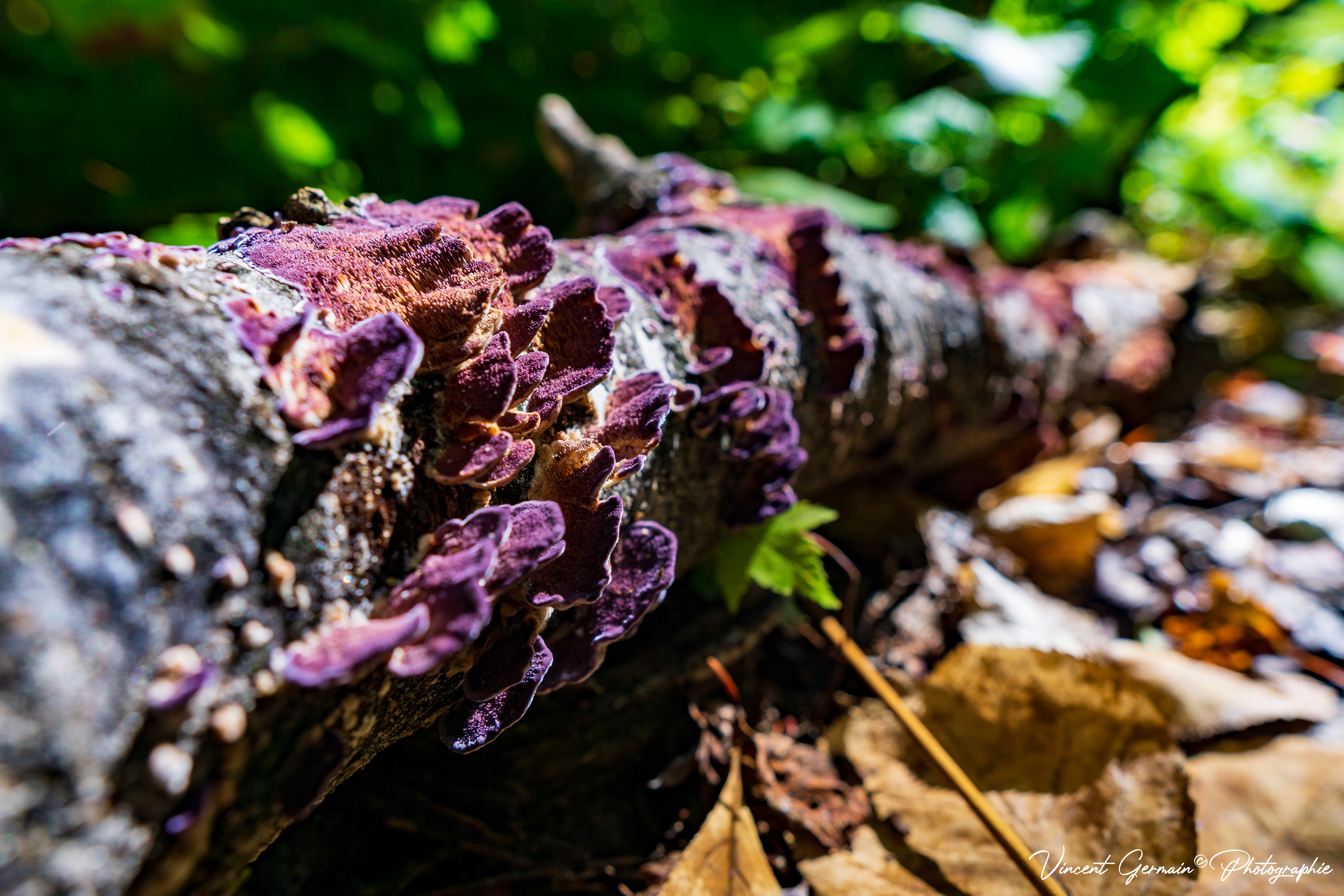 Branche d'arbre habité par un curieux champignon d'un mauve-bourgogne