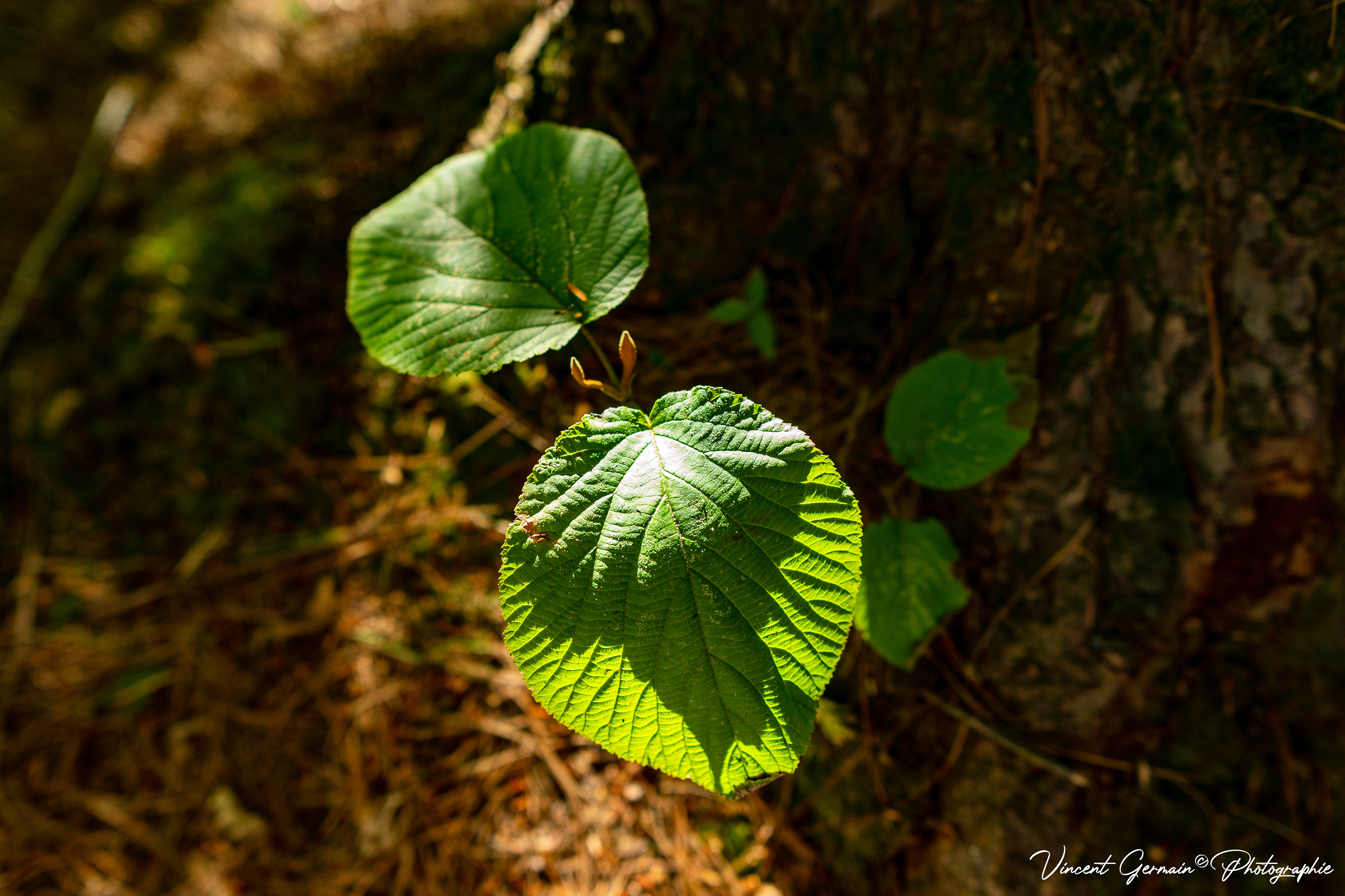 Sentier - Le Buis