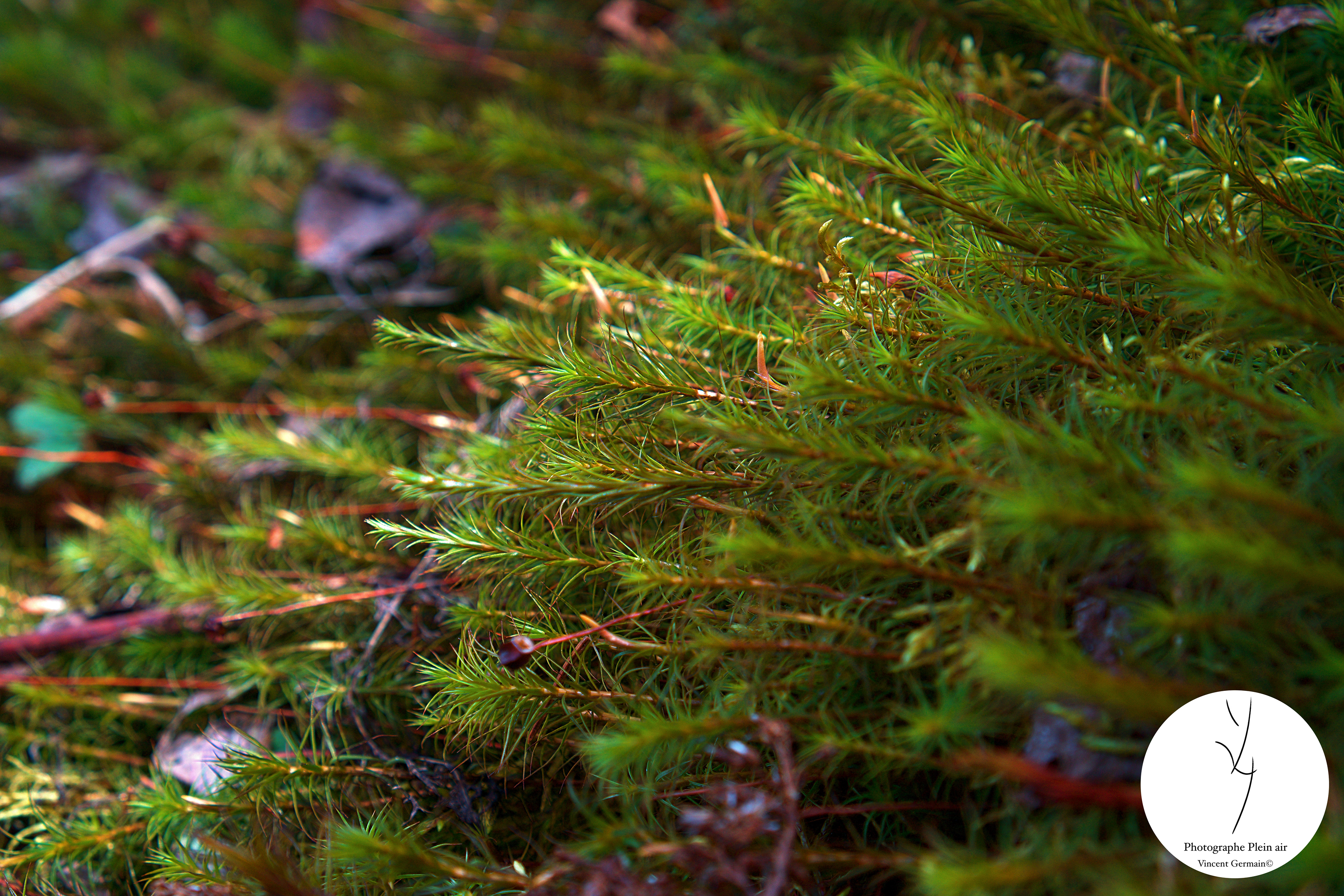 Végétation rampante - Lac-Aux-Sables, Qc