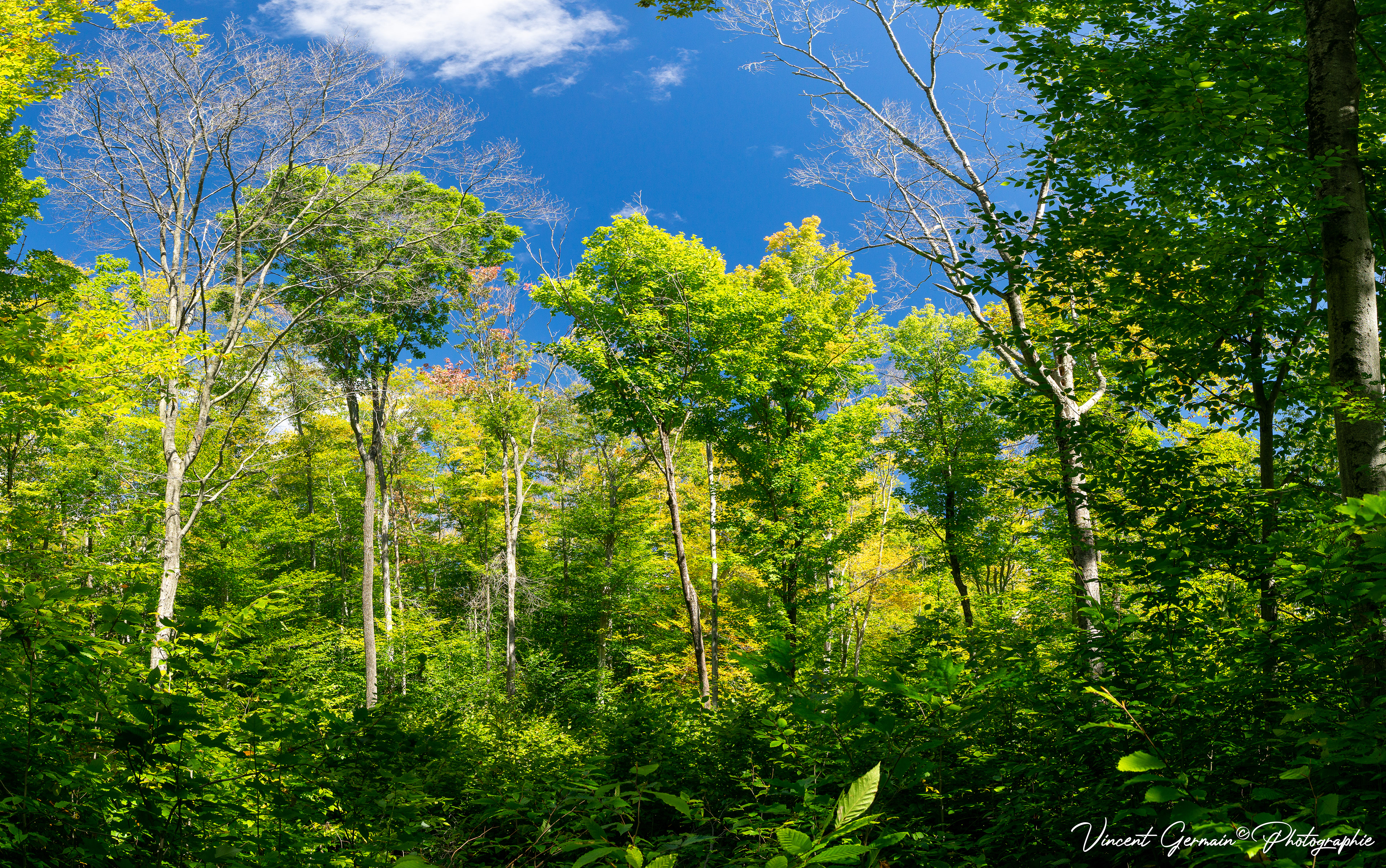 Sentier - La Gélinotte (Couvert forestier Mixte)