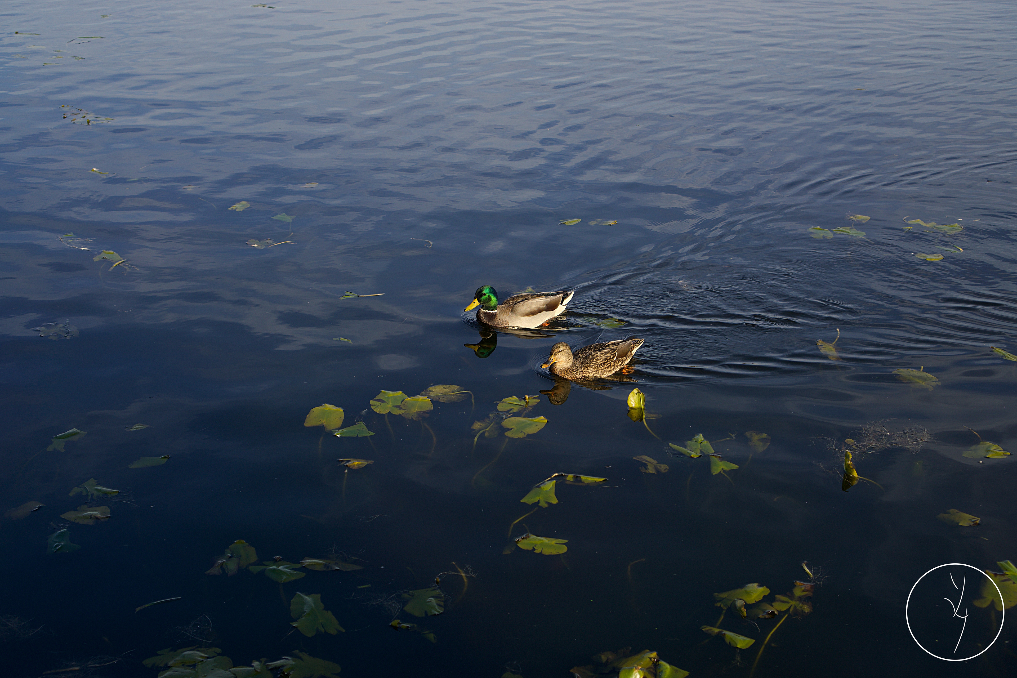 Canard Colvert (M&F) - Vue Profil gauche en isométrie éloignée