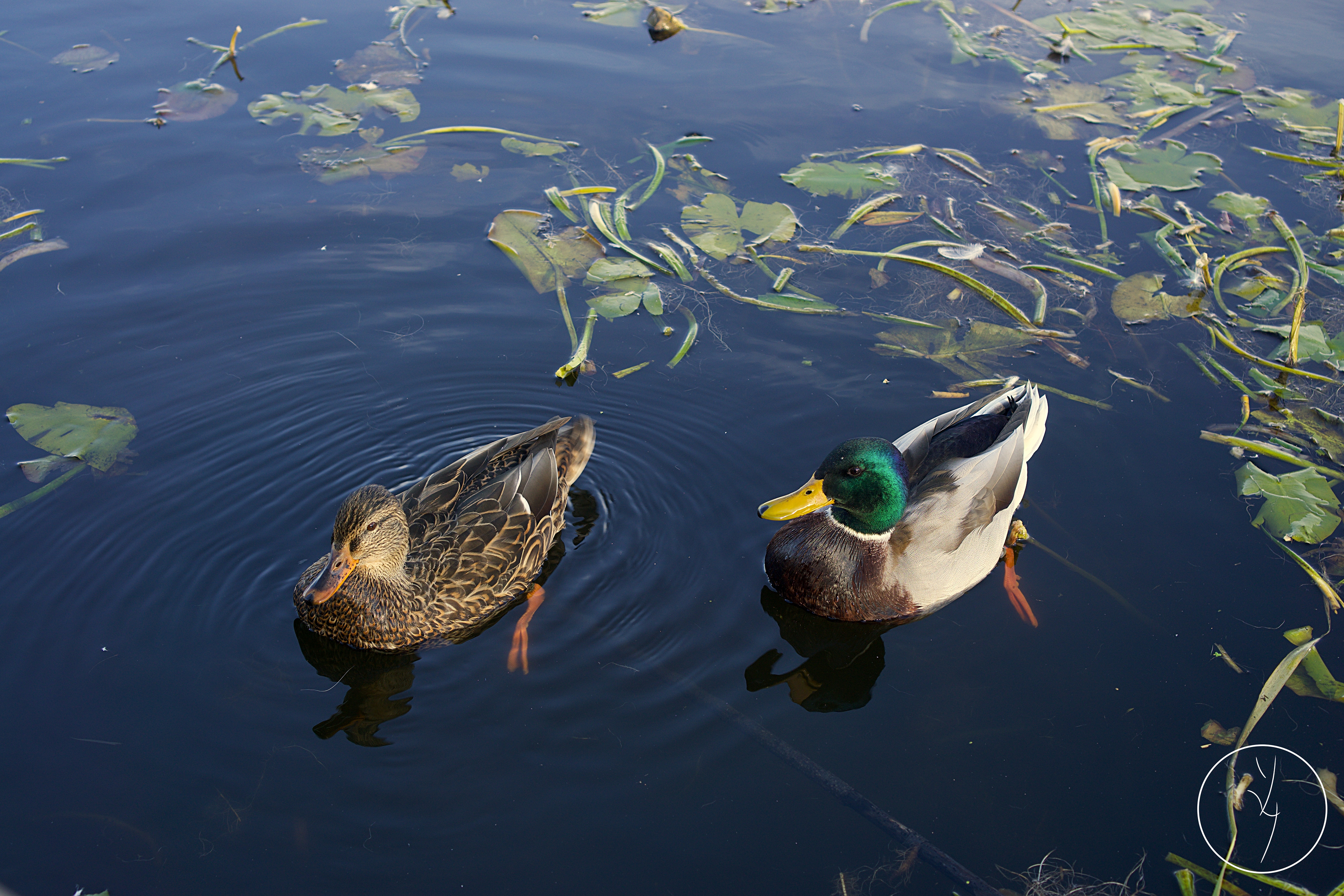 Canard Colvert (M&F) - Vue Profil gauche en isométrie