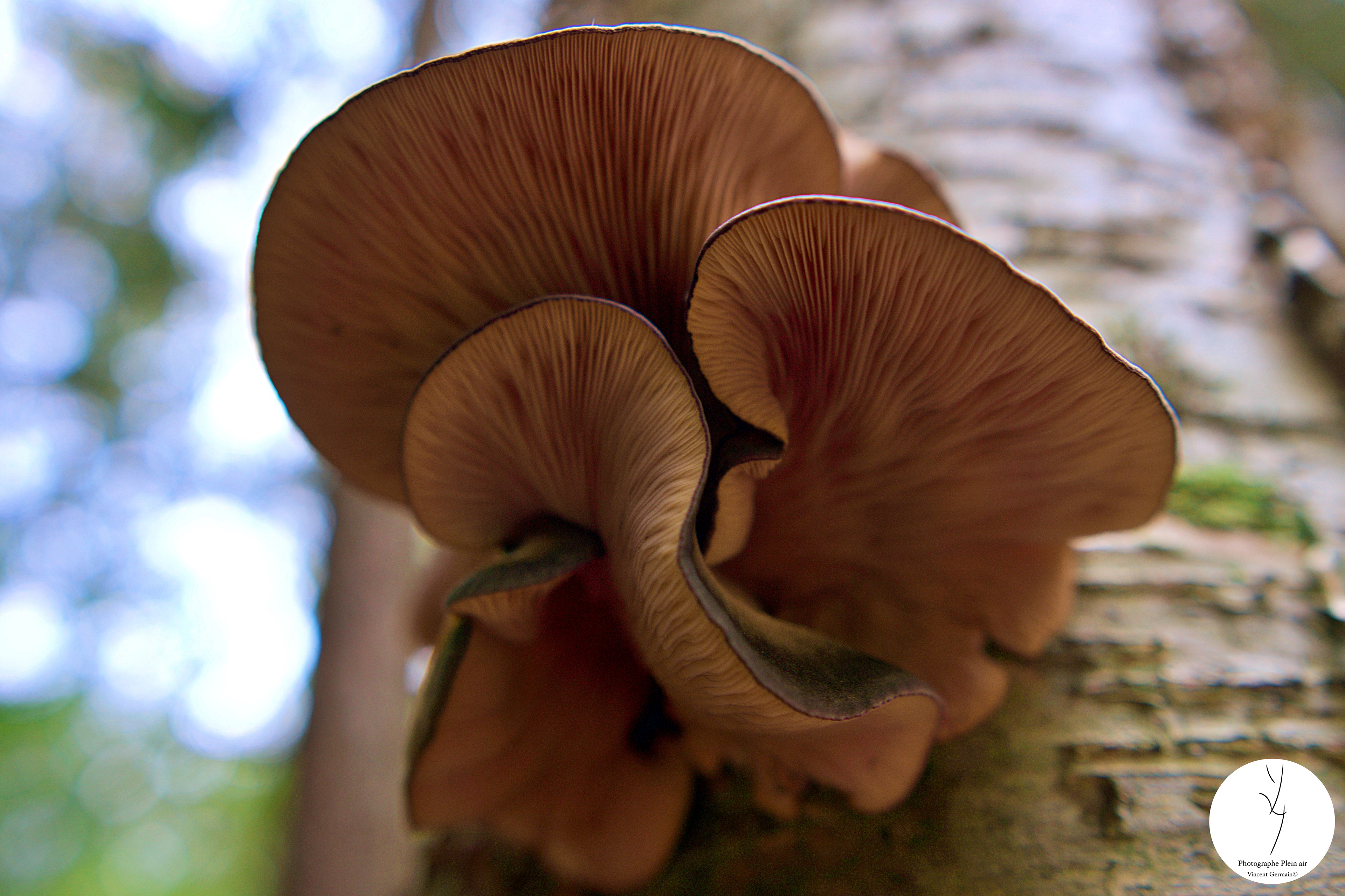 Pleurotes - Étang Burbank Octobre 2023