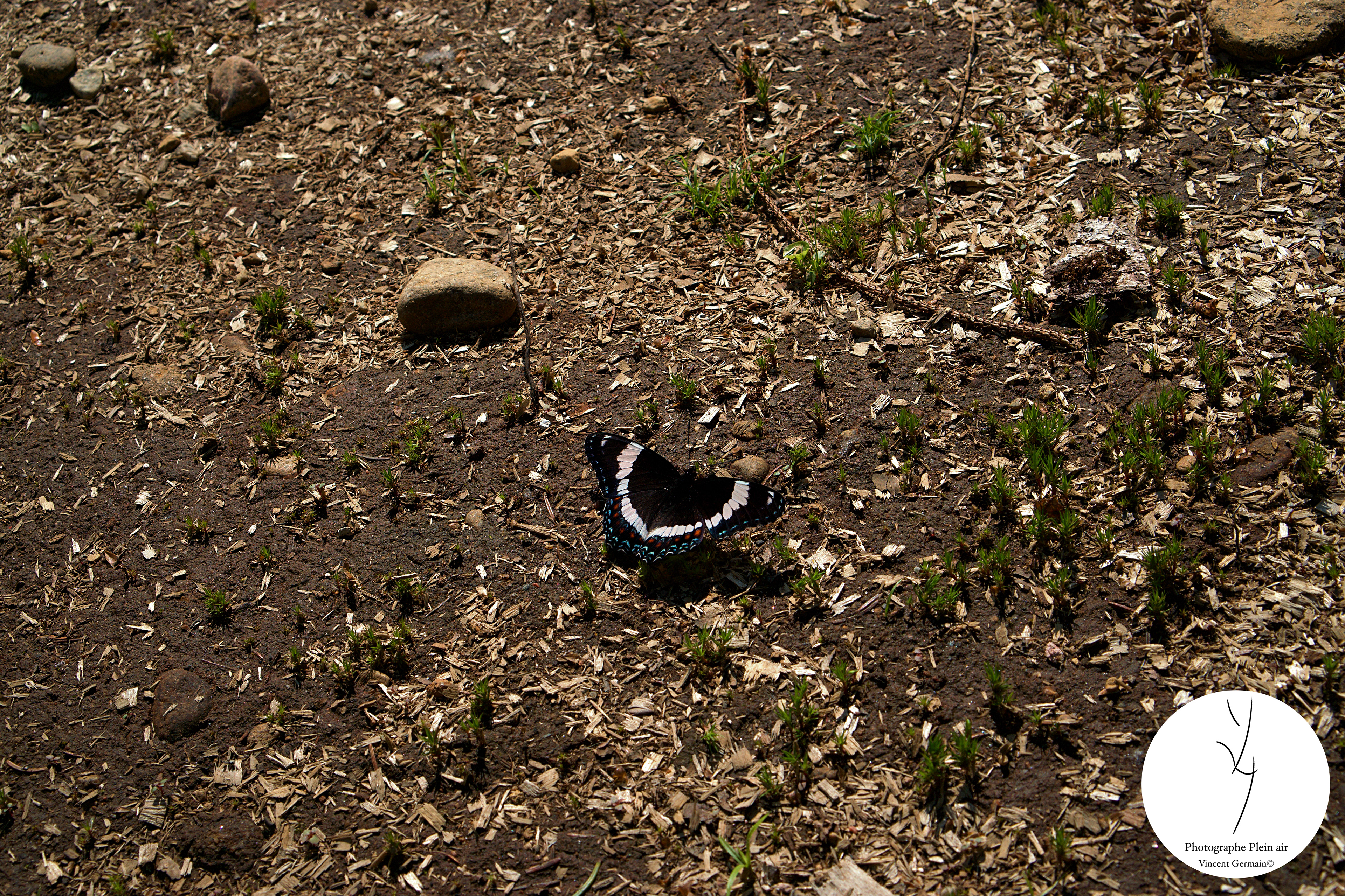 Papillon AMIRAL (Limenitis arthemis) - Lac-Aux-Sables,Qc 