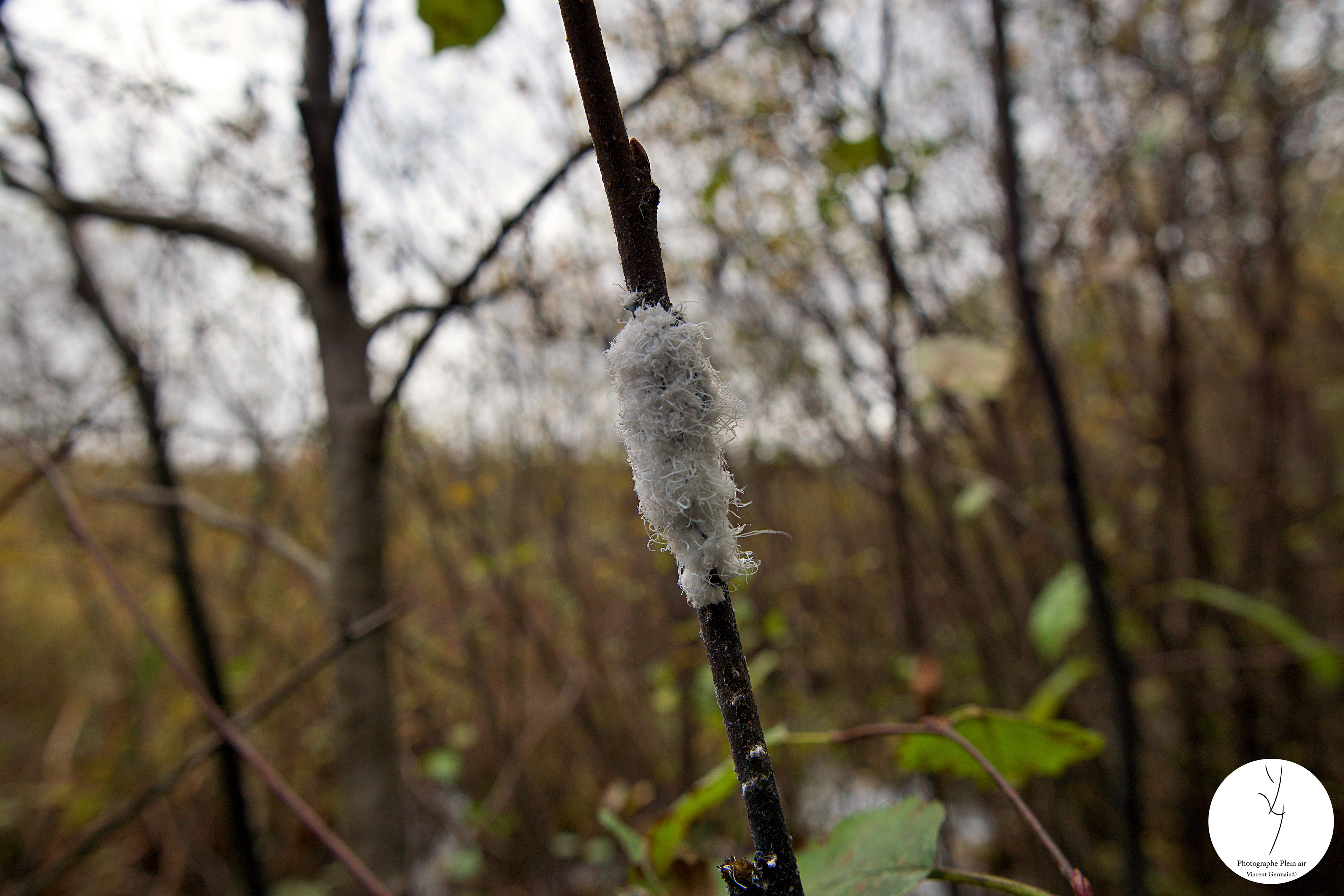 Parasite blanc ? - Étang Burbank Octobre 2023
