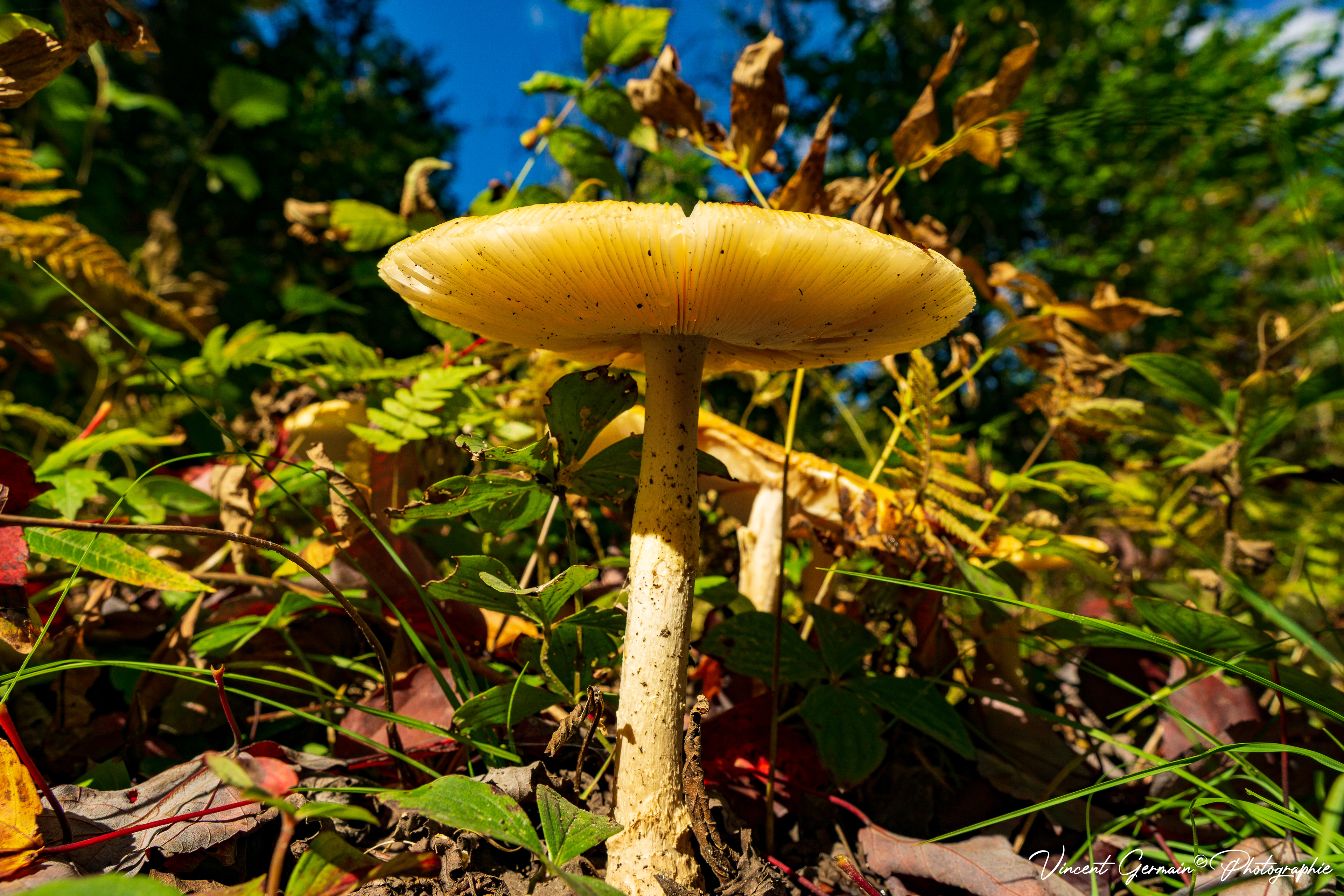 Champignon Géant (Amanite)