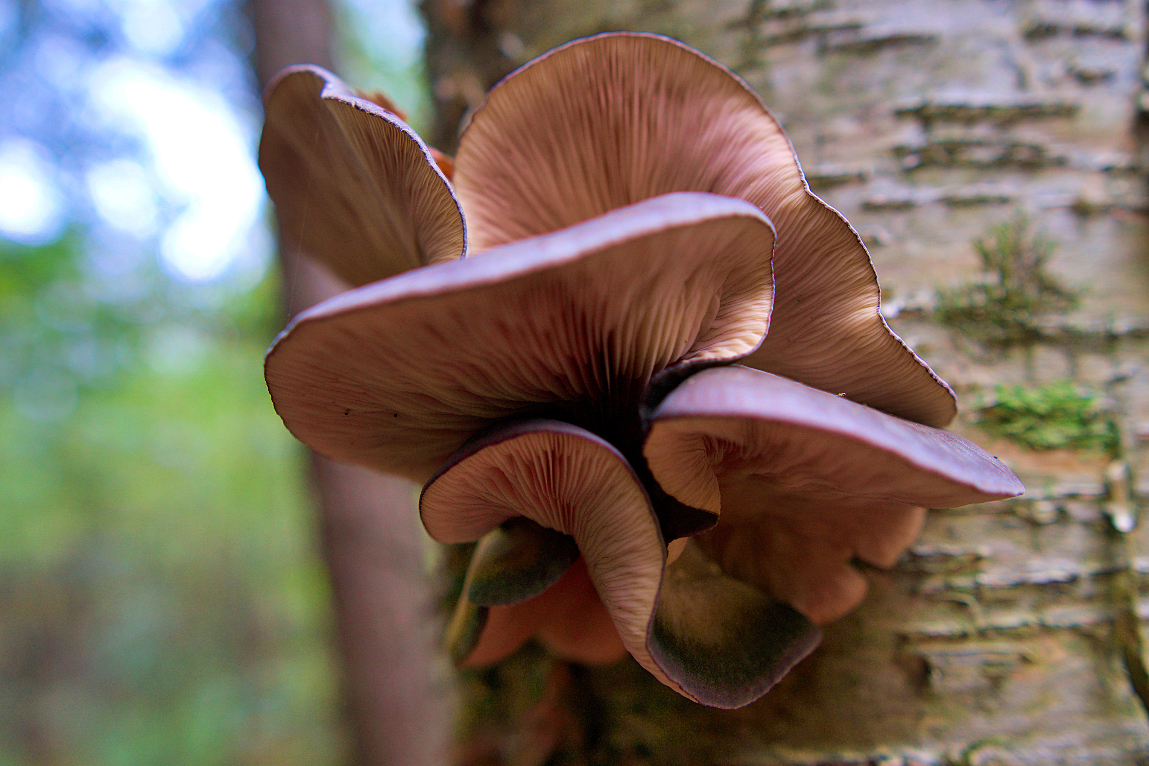 Pleurotes - Étang Burbank Octobre 2023