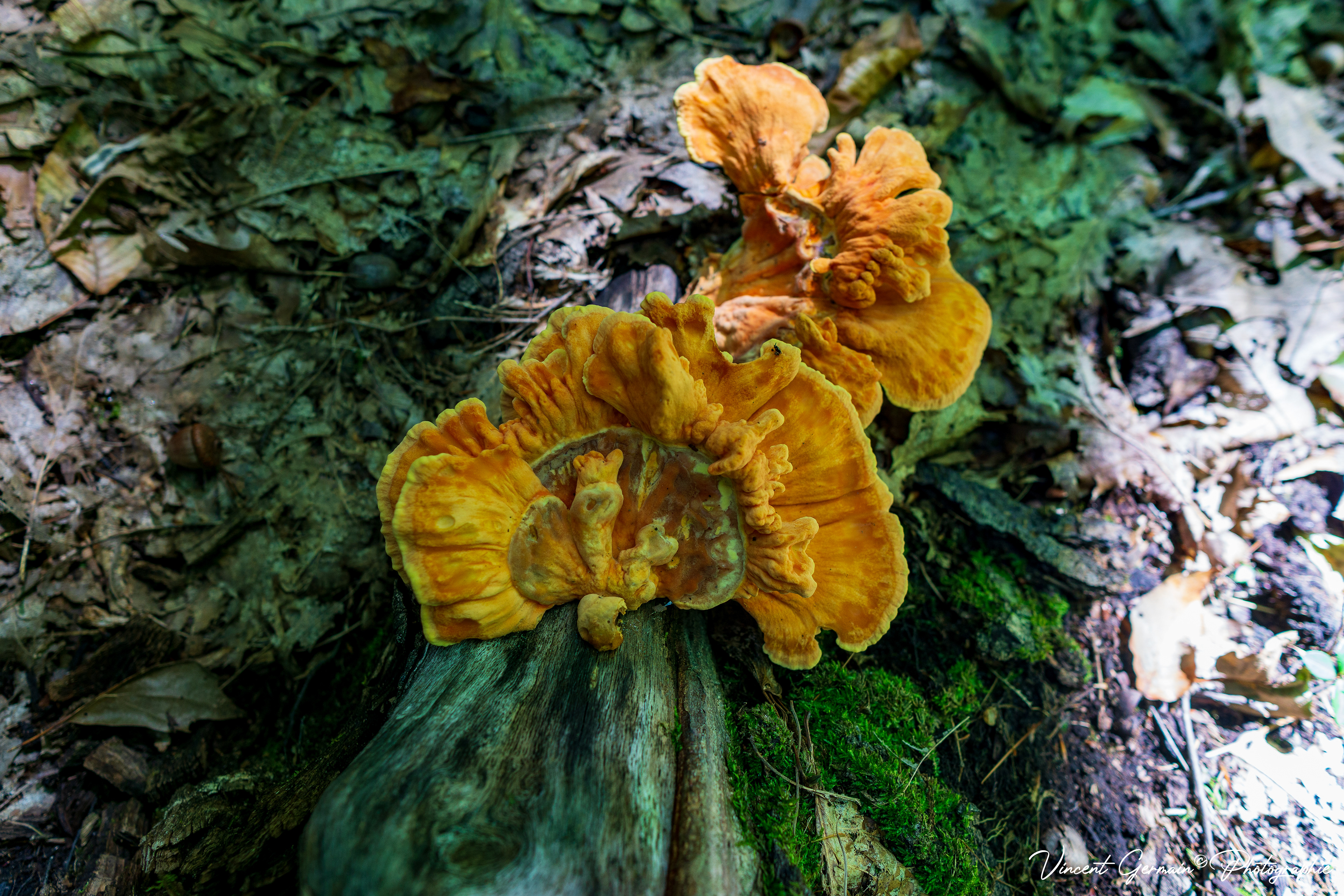 Sentier - La Gélinotte (Champignon POLYPORE SOUFRÉ, Laetiporus Sulphureus)