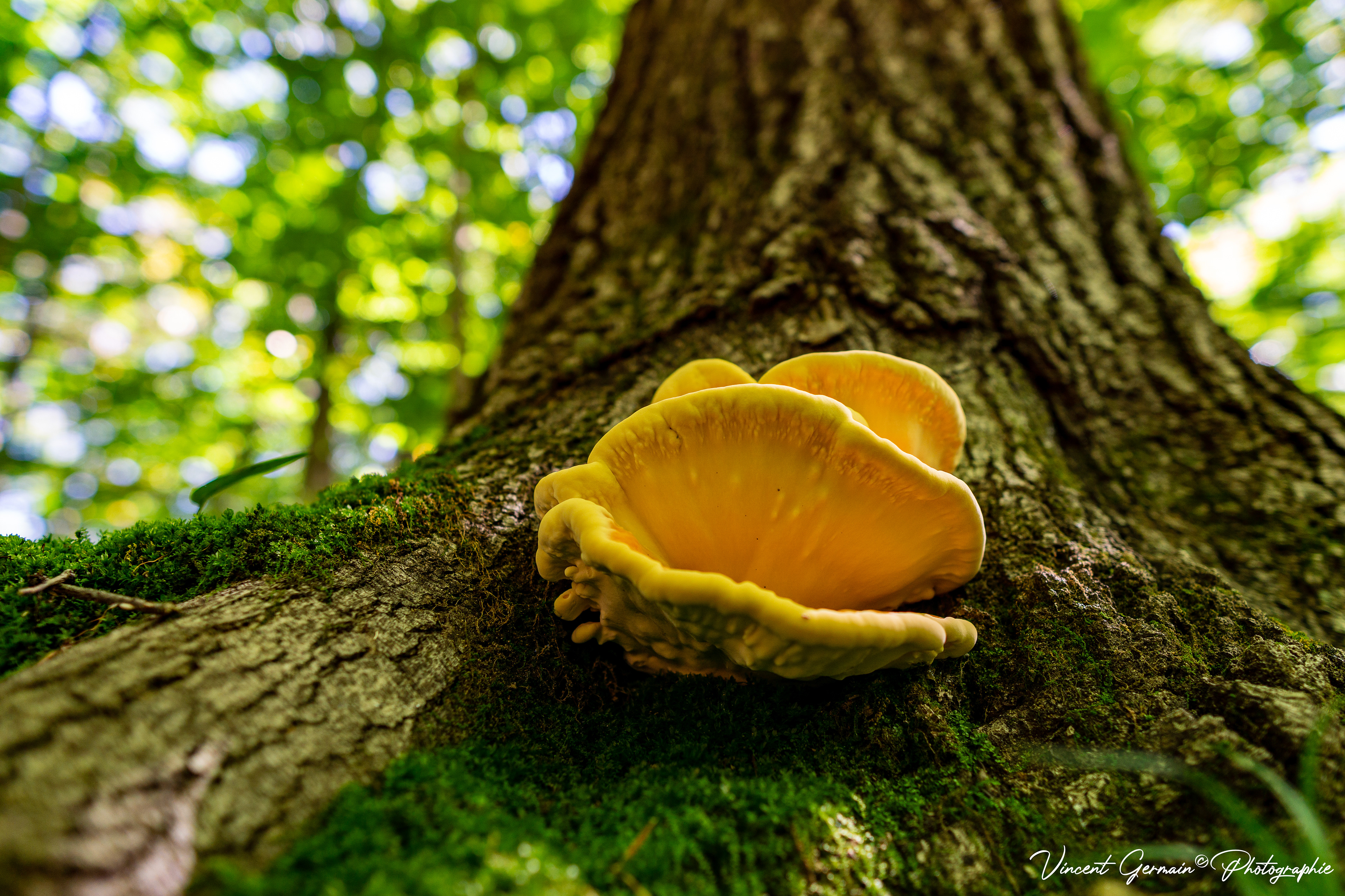 Sentier - La Gélinotte (Champignon POLYPORE SOUFRÉ, Laetiporus Sulphureus)
