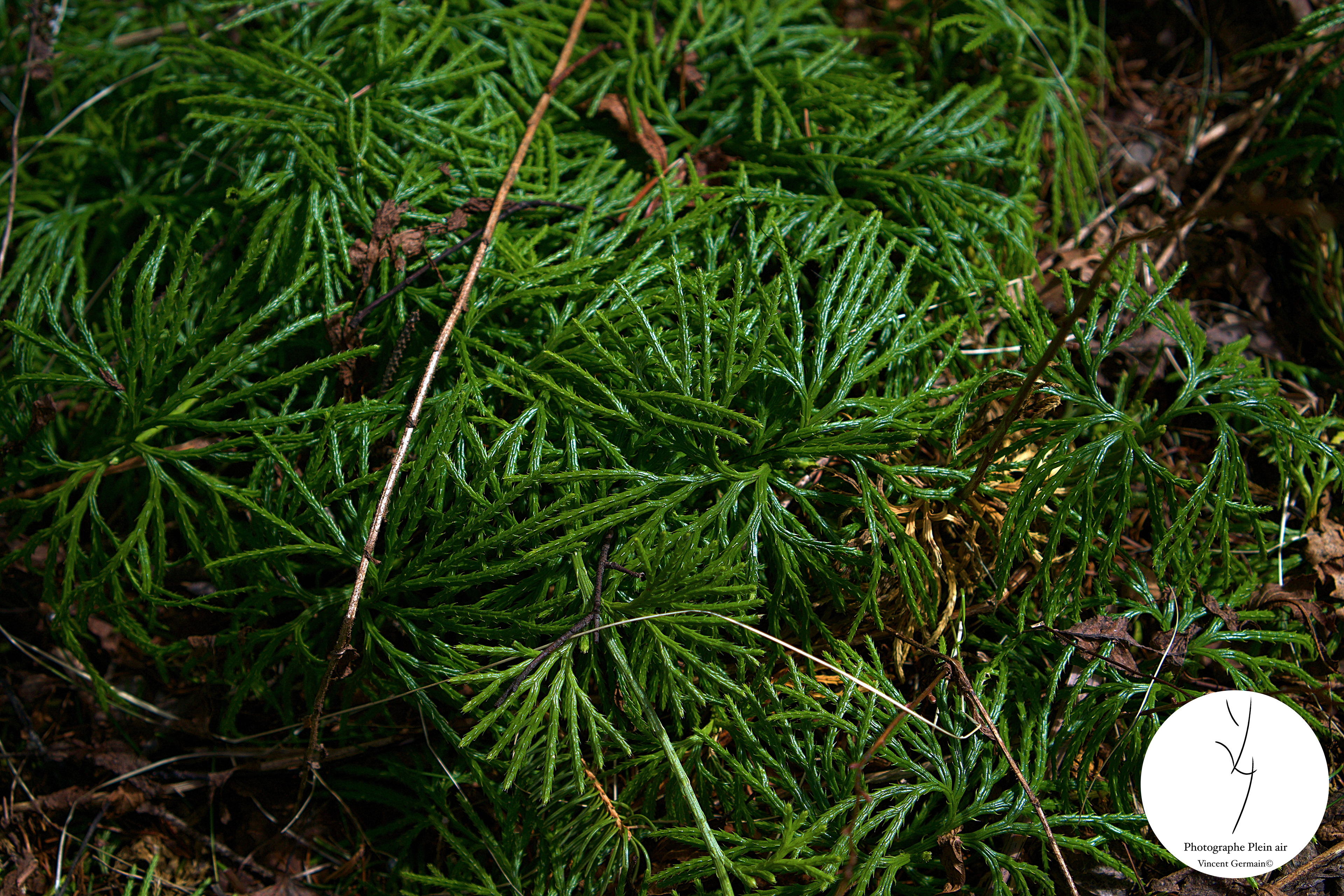 Végétation rampante - Lac-Aux-Sables, Qc