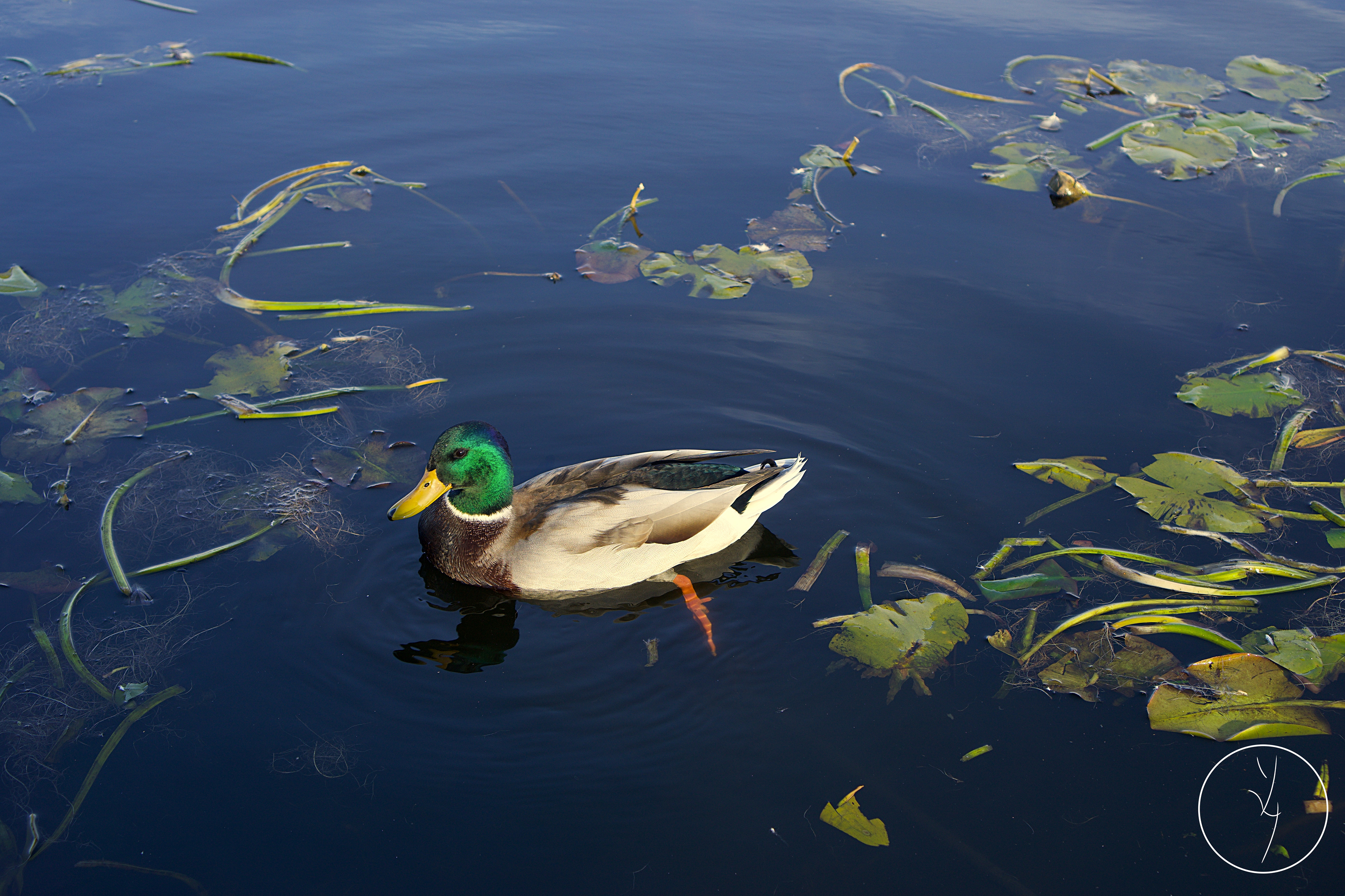 Canard Colvert (M) - Vue Profil Gauche