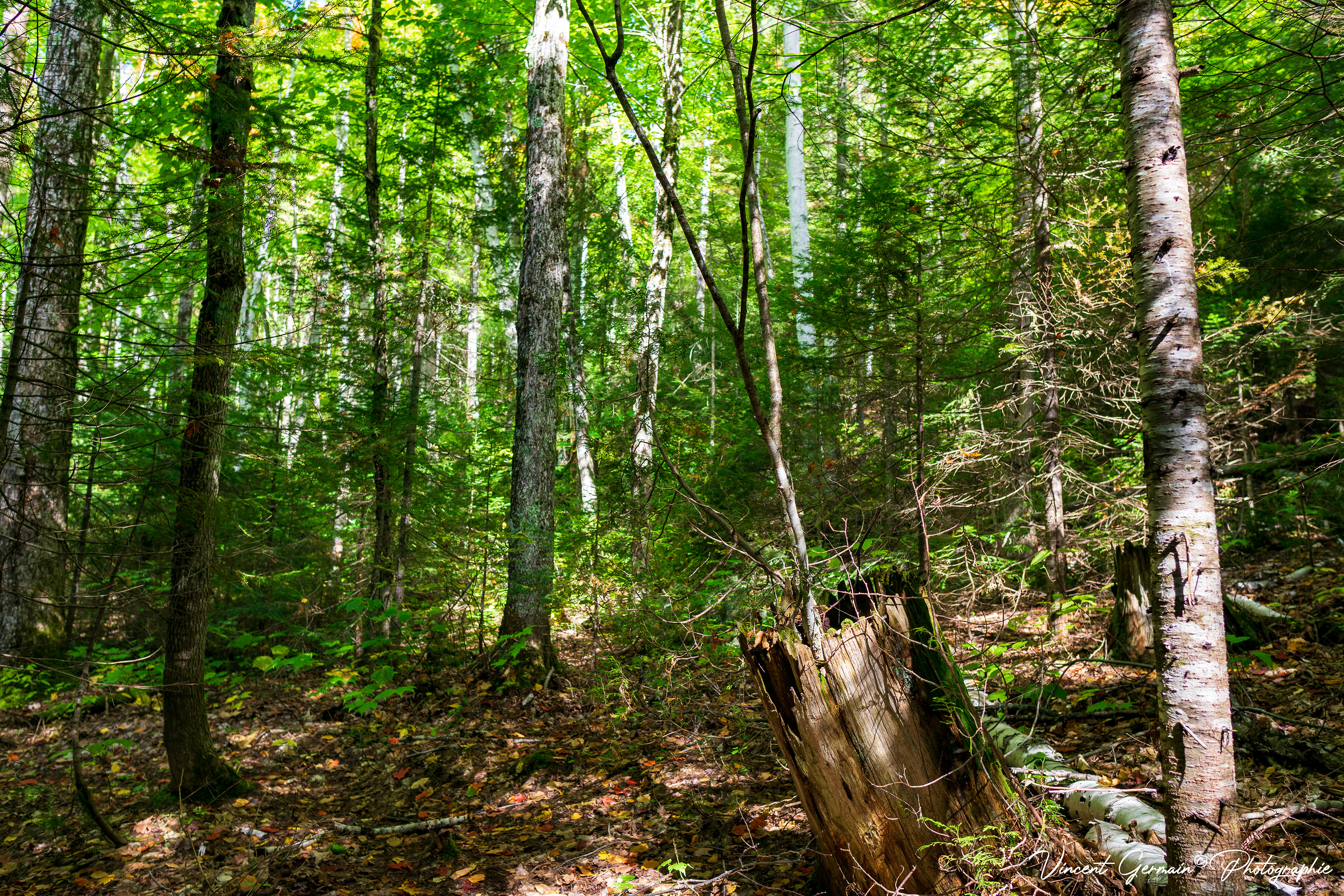 La renaissance d'un arbre! 1