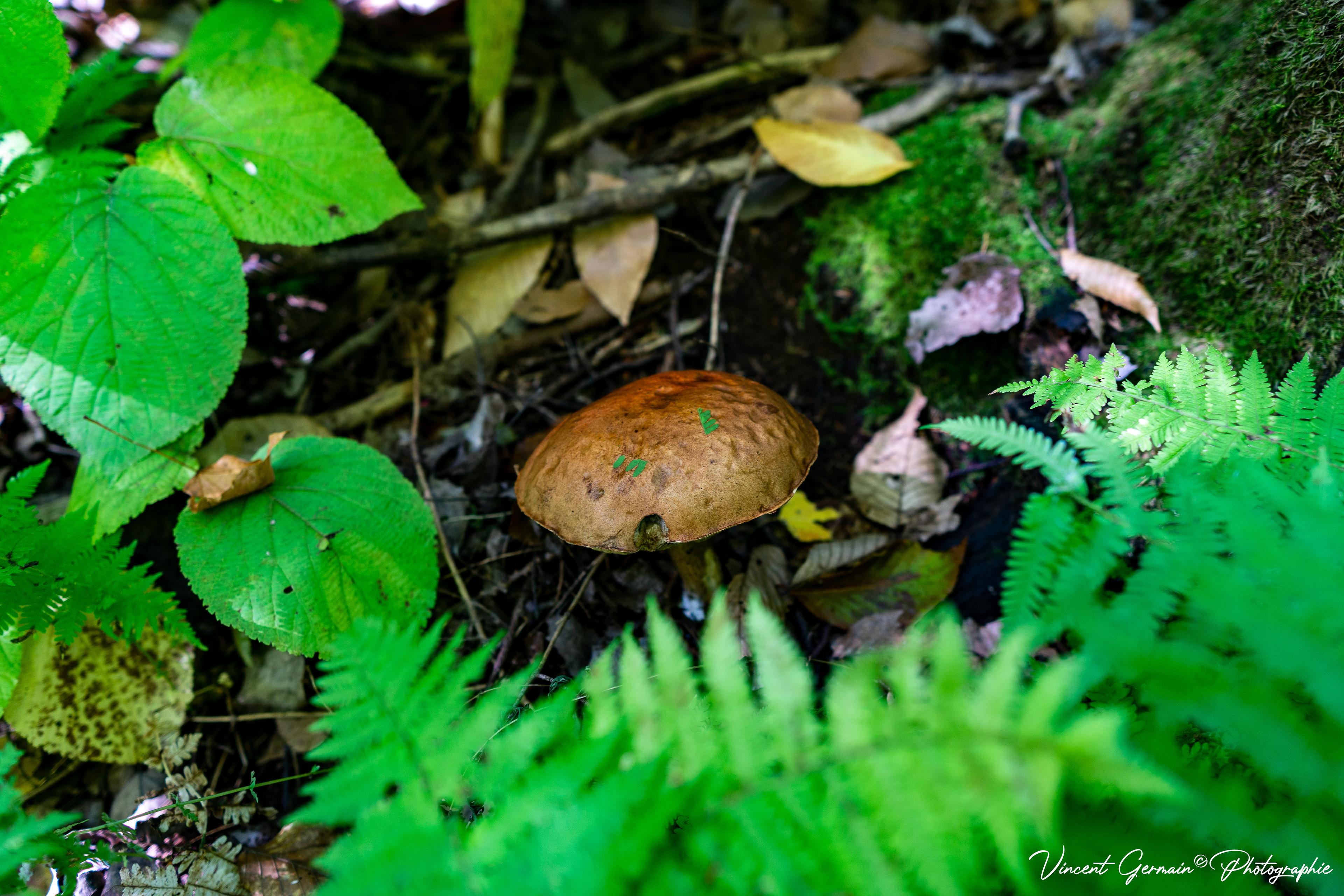 Sentier - La Gélinotte (Champignon BOLÉTACÉE)