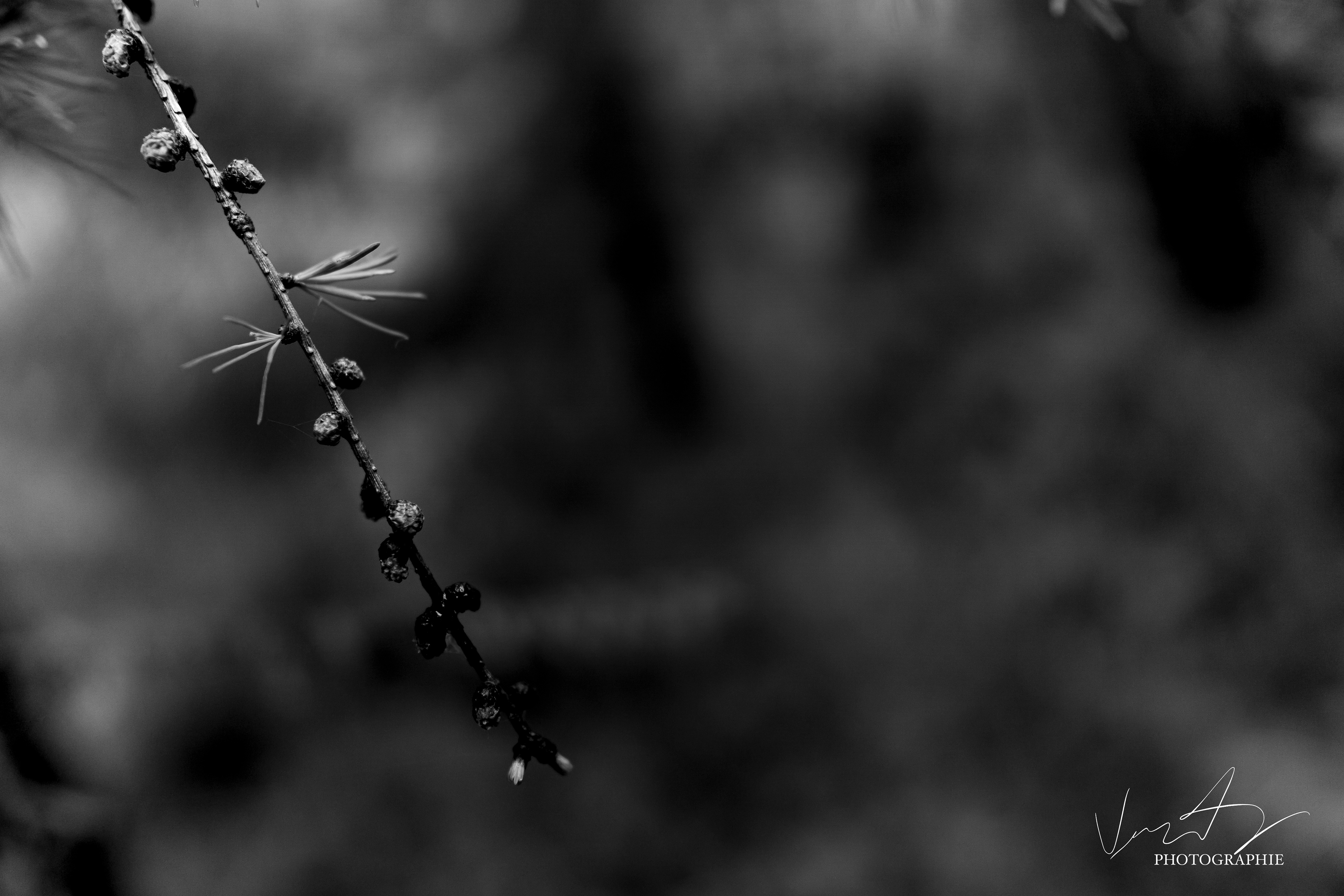 Branche de Mélèze